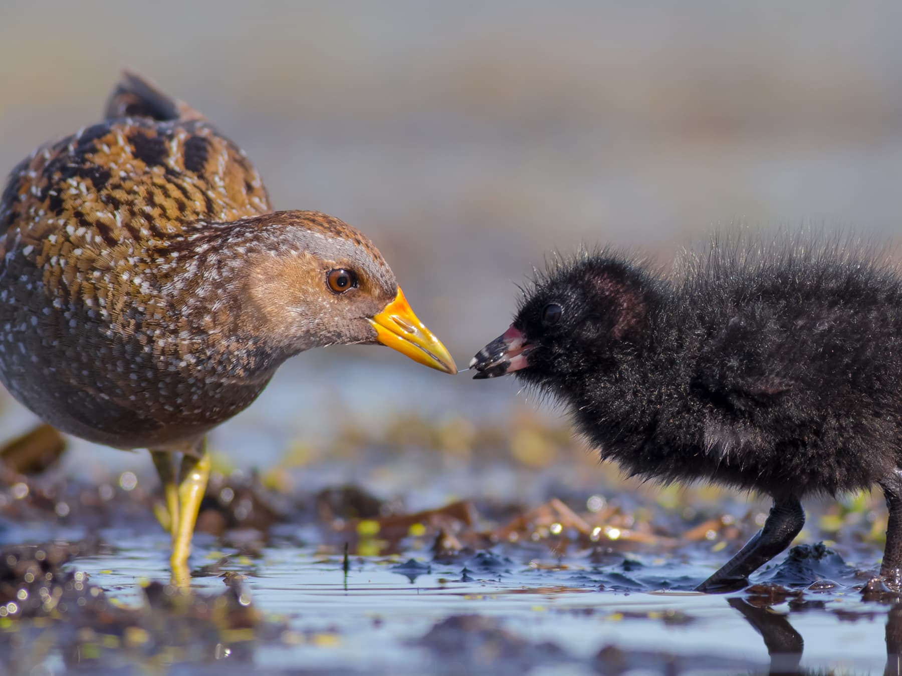 Spotted Crake adult feeding chick