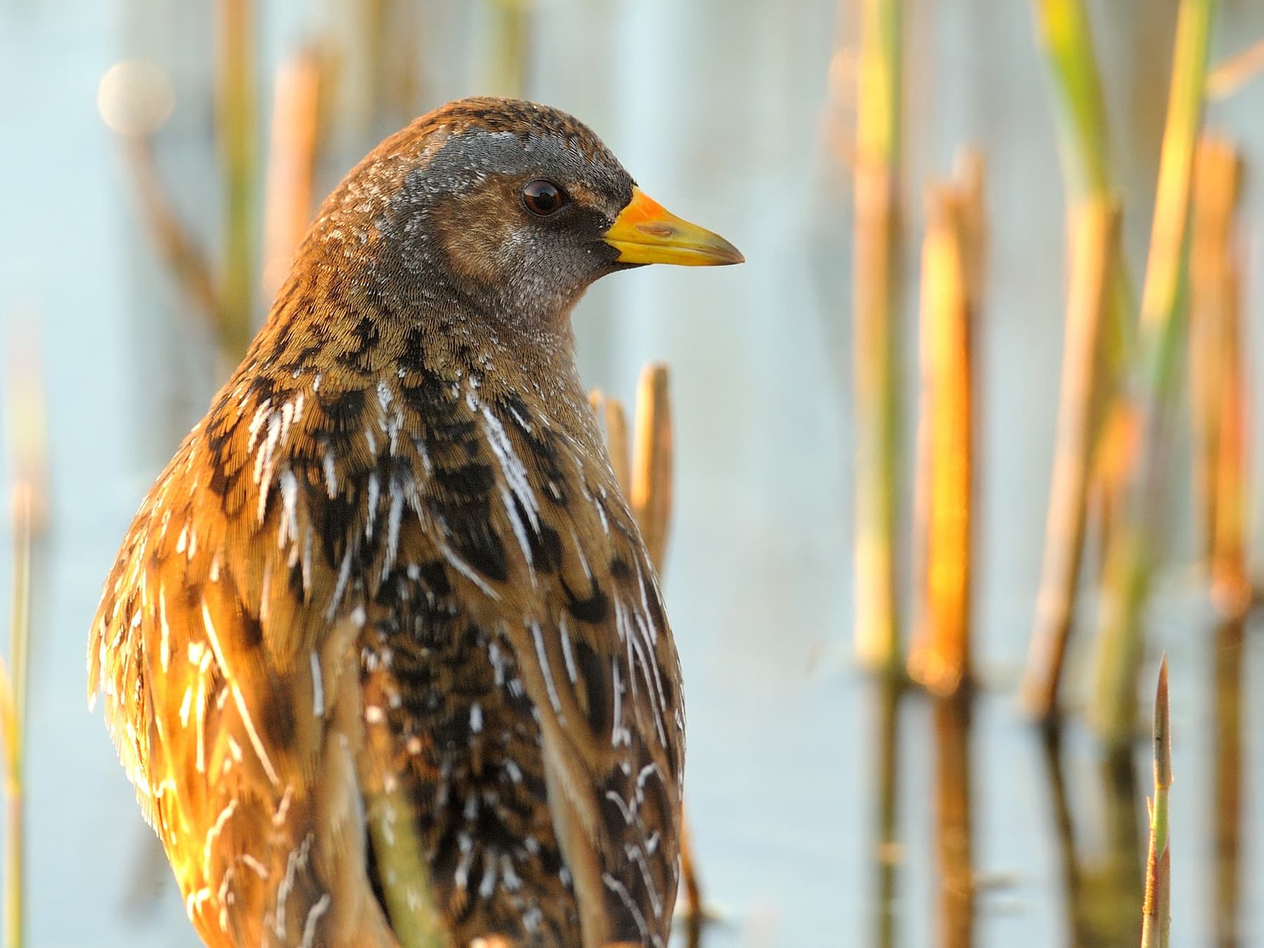 Spotted Crake in amongst the reeds