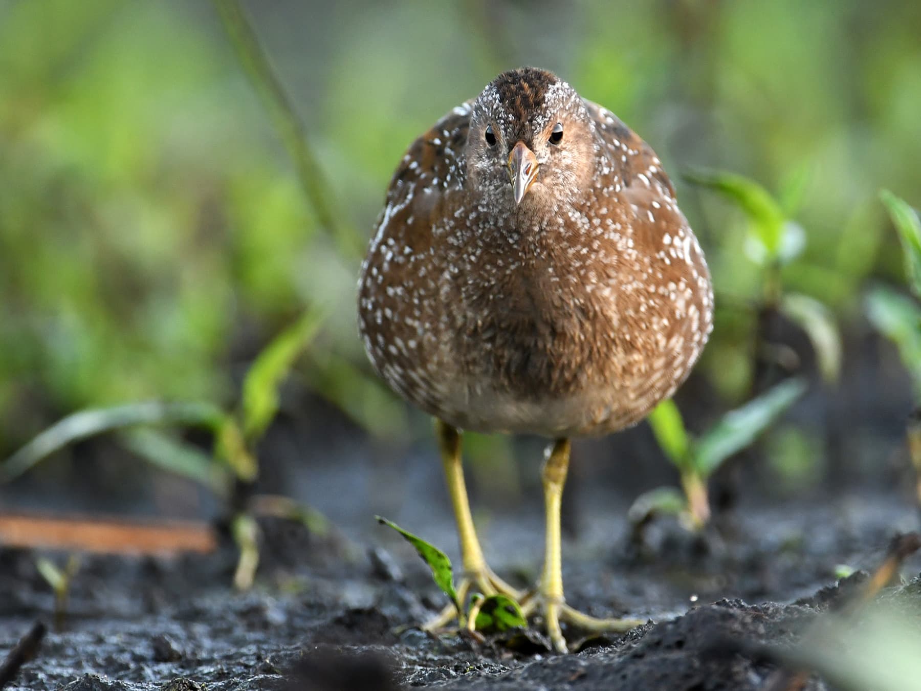 Spotted Crake in natural habitat