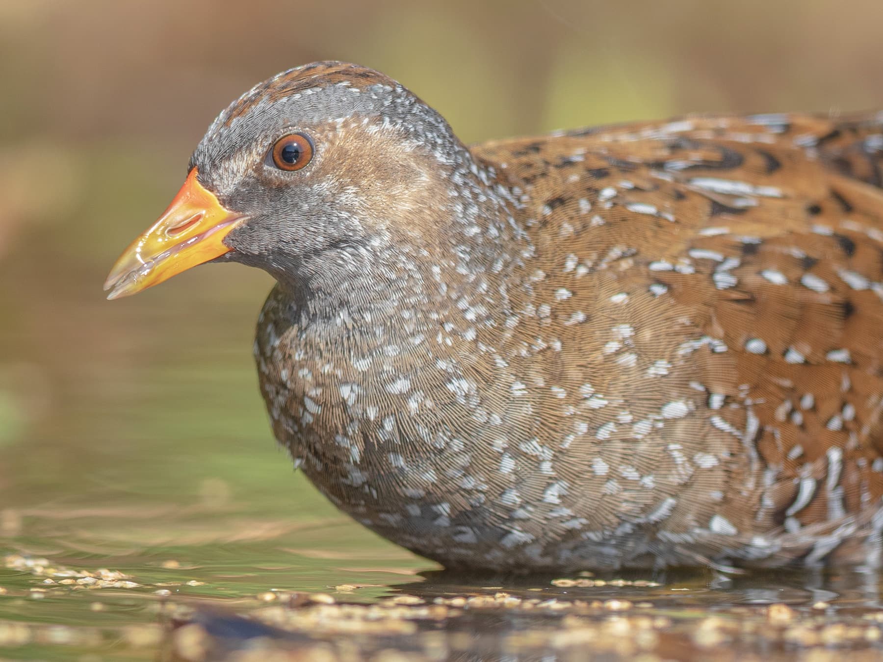 Profile of a Spotted Crake