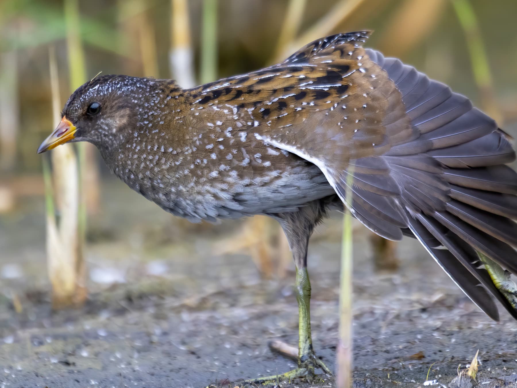 Spotted Crake stretching its wing