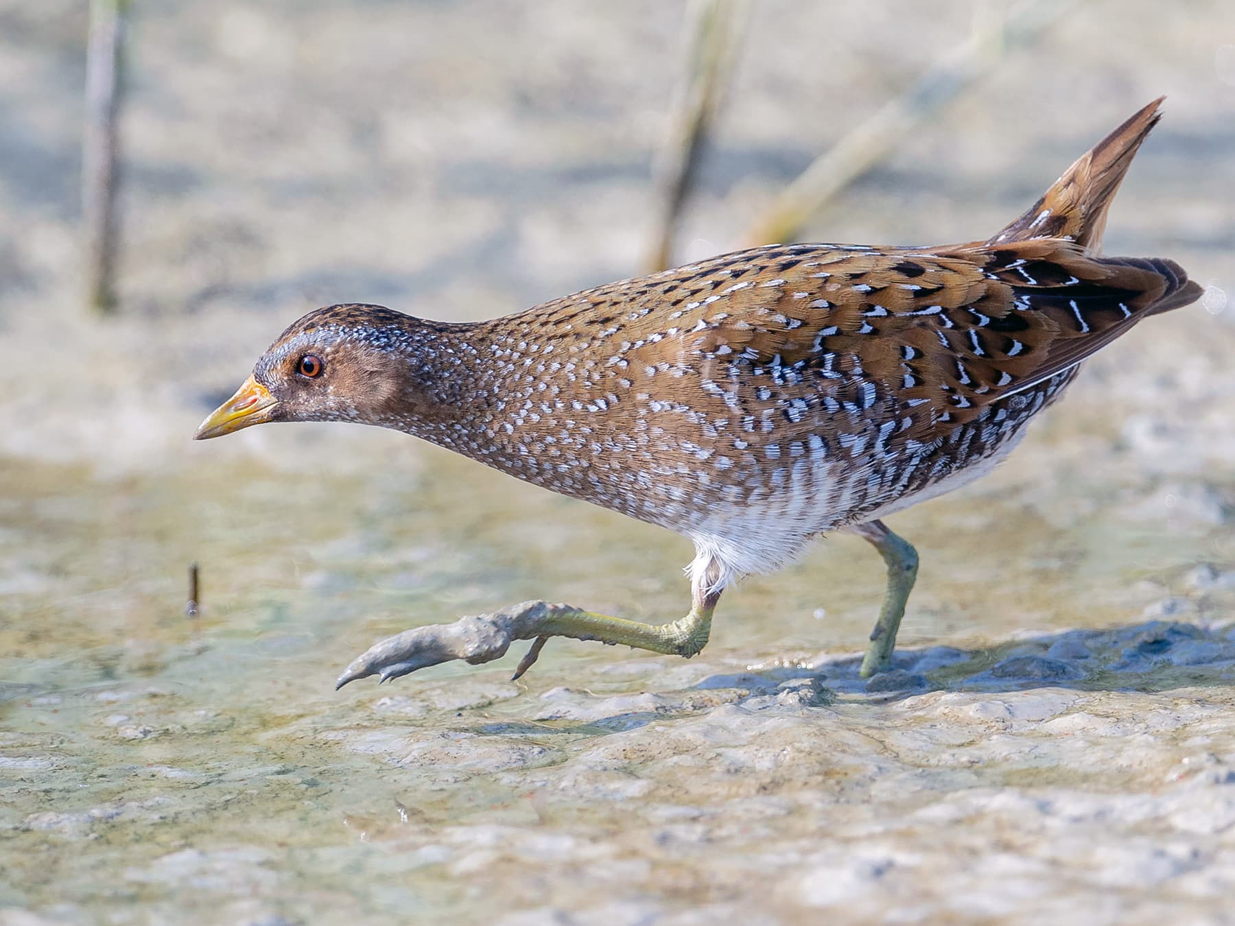 Spotted Crake strutting through the muddy wetland