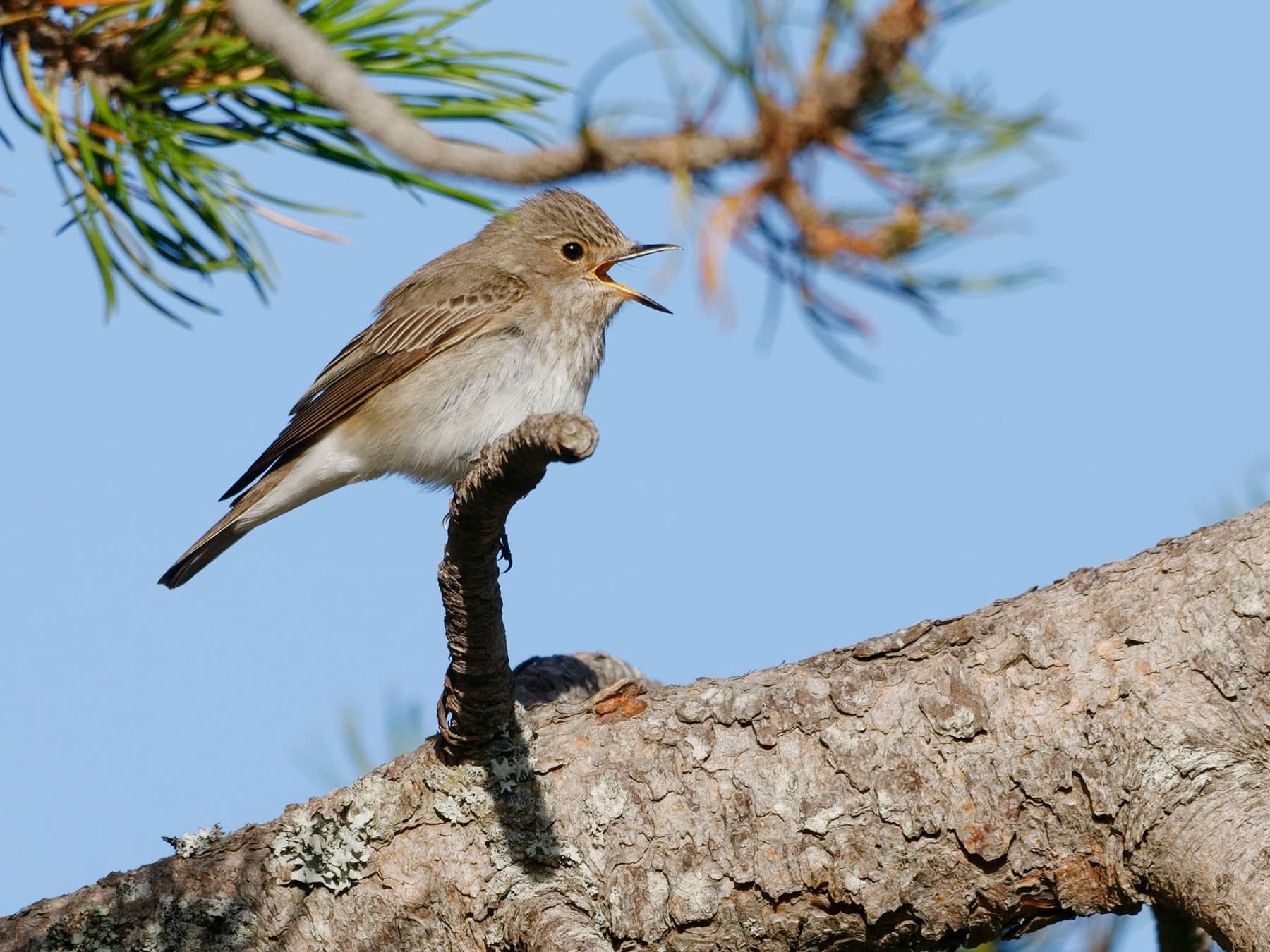 Spotted Flycatcher calling out from the top of a tree