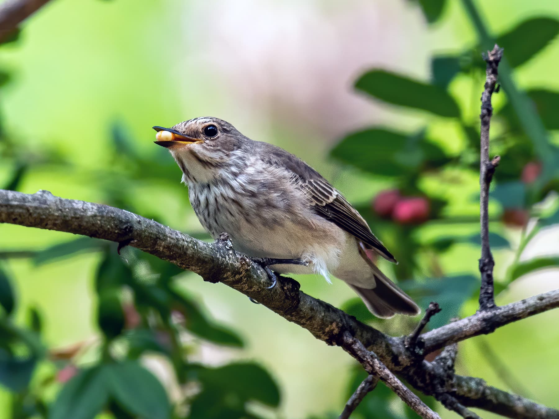 Spotted Flycatcher feeding in natural woodland