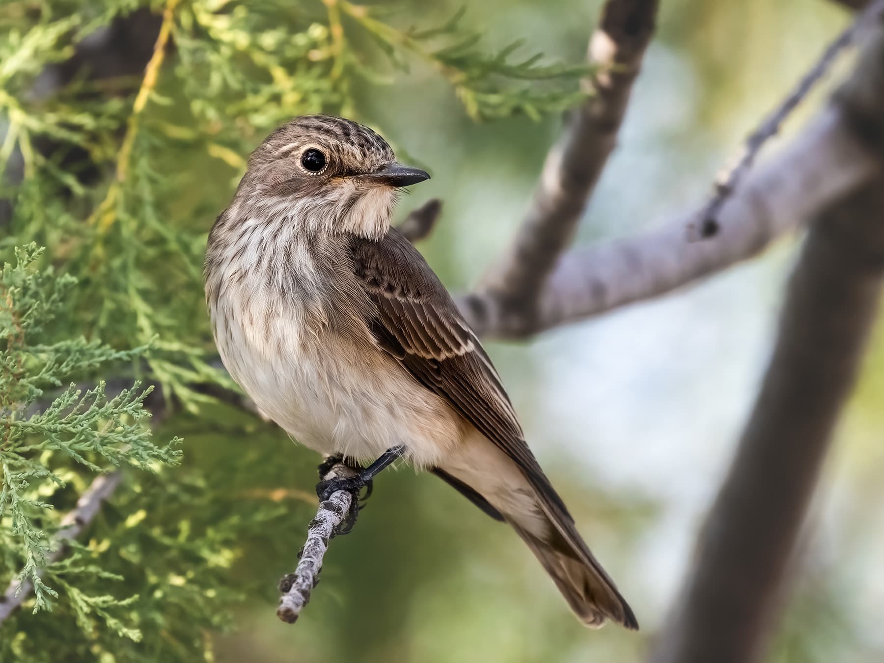 Spotted Flycatcher in its natural habitat