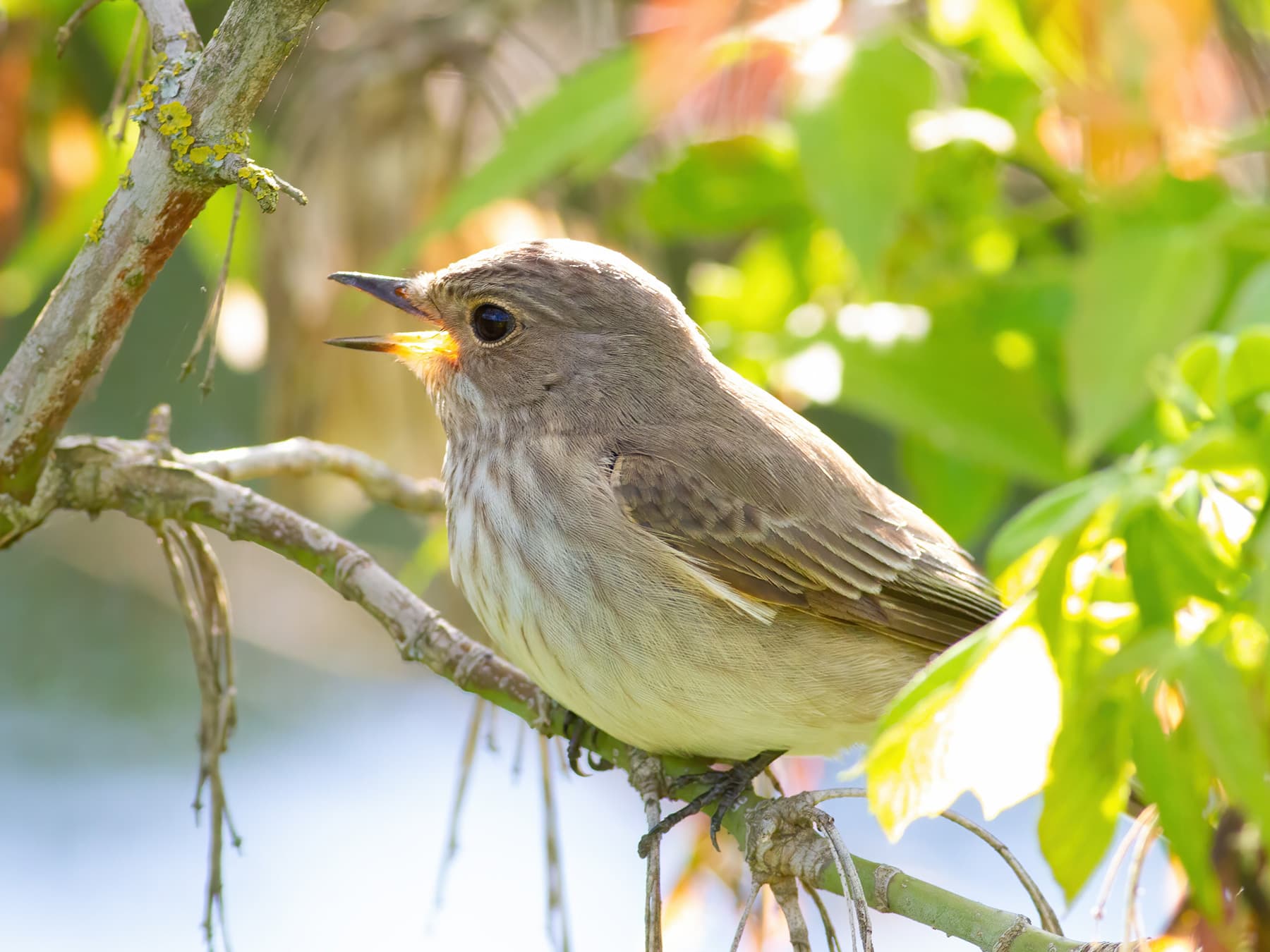 Spotted Flycatcher singing