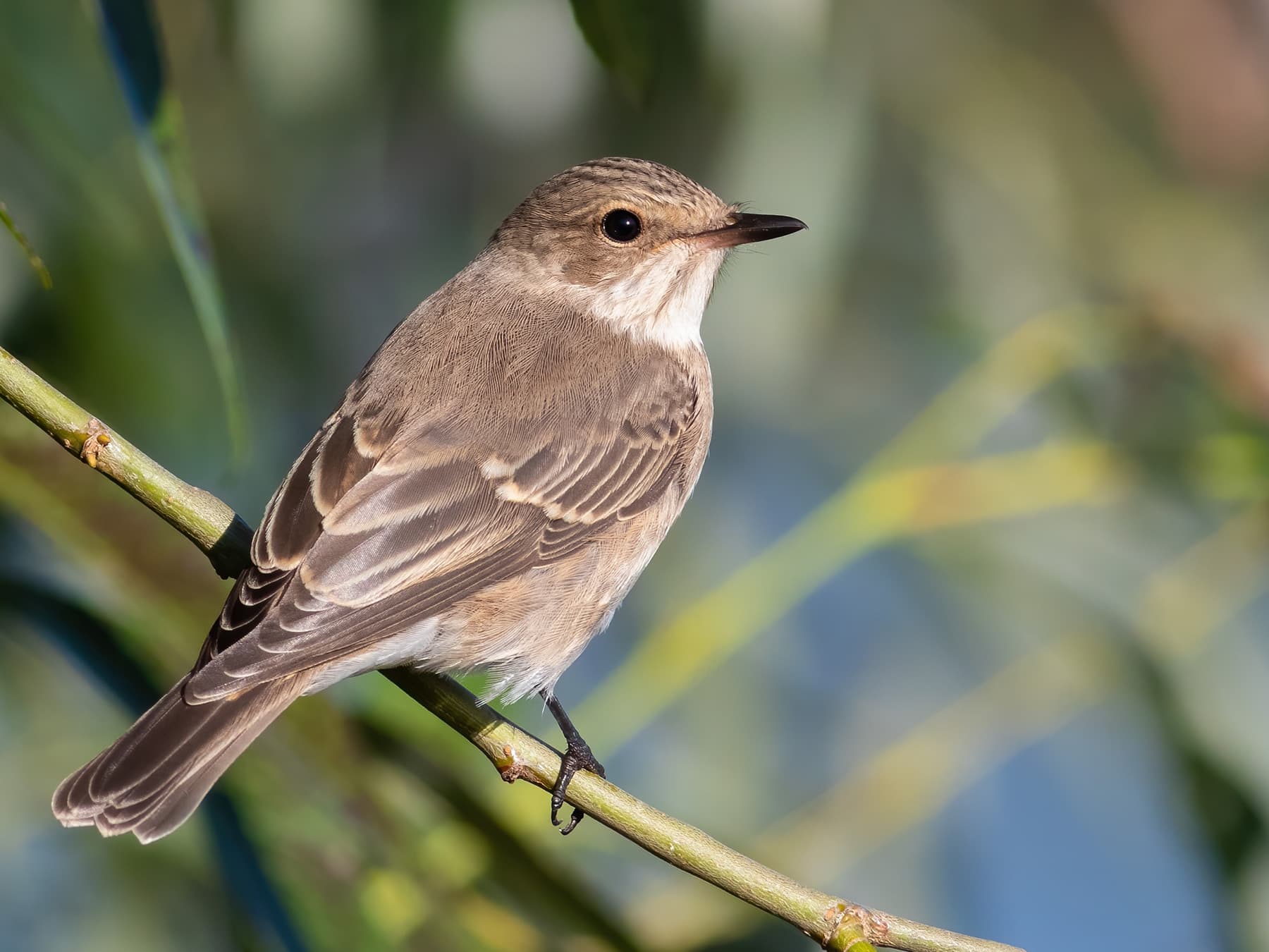 Spotted Flycatcher perching in amongst the trees