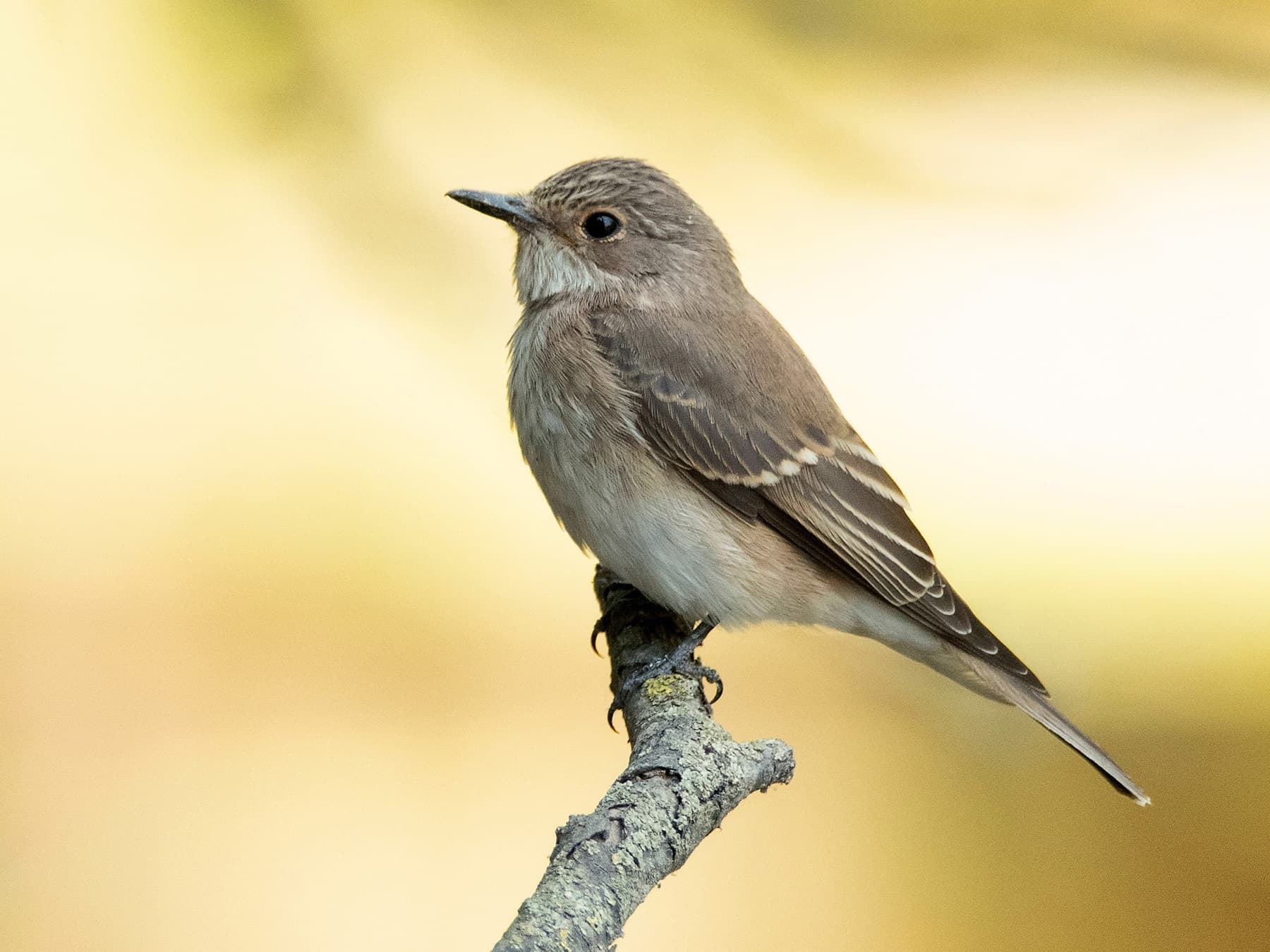 Spotted Flycatcher perching on a branch