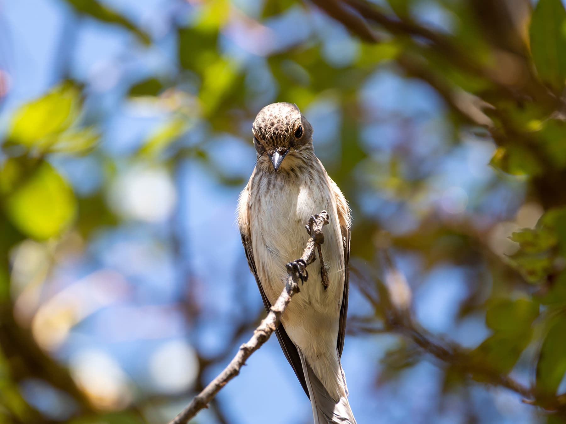 Spotted Flycatcher perching on the end of a twig