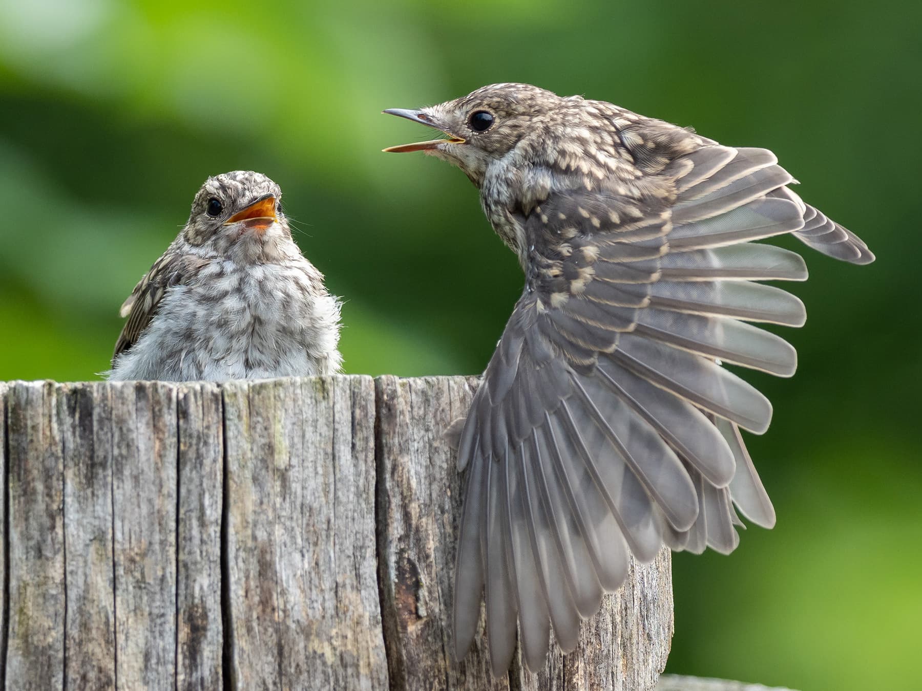 Spotted Flycatcher with young