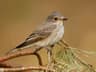 Spotted Flycatcher