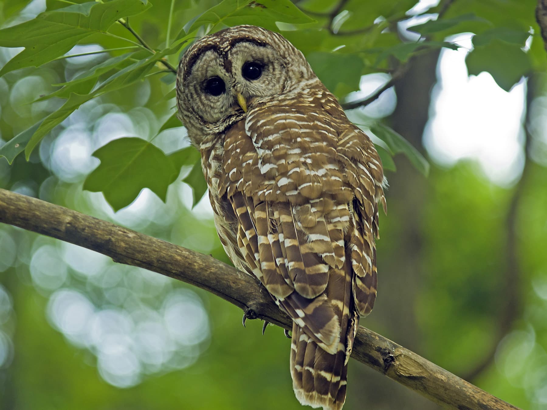 Spotted Owl perching in a tree