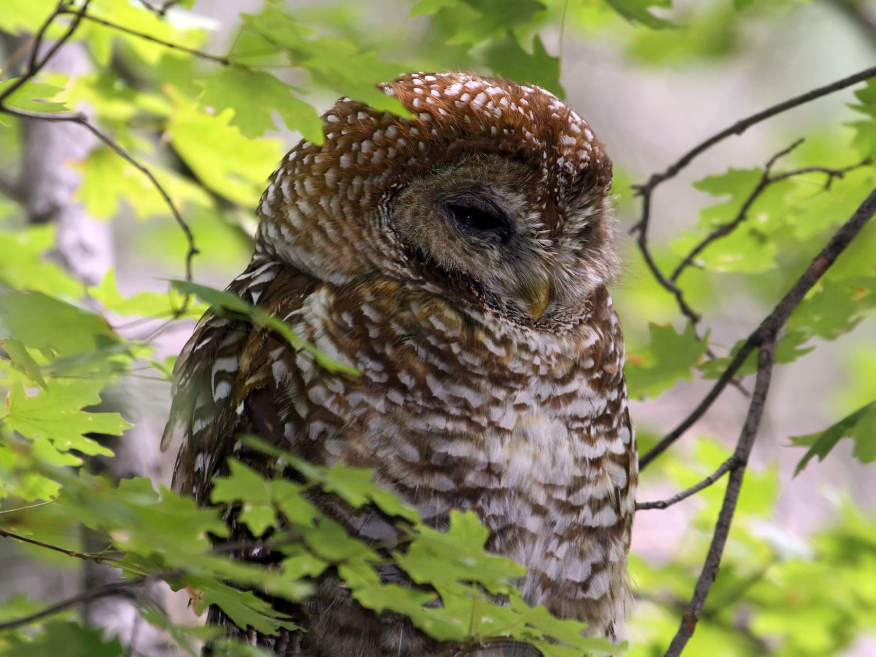 Spotted Owl resting in a tree