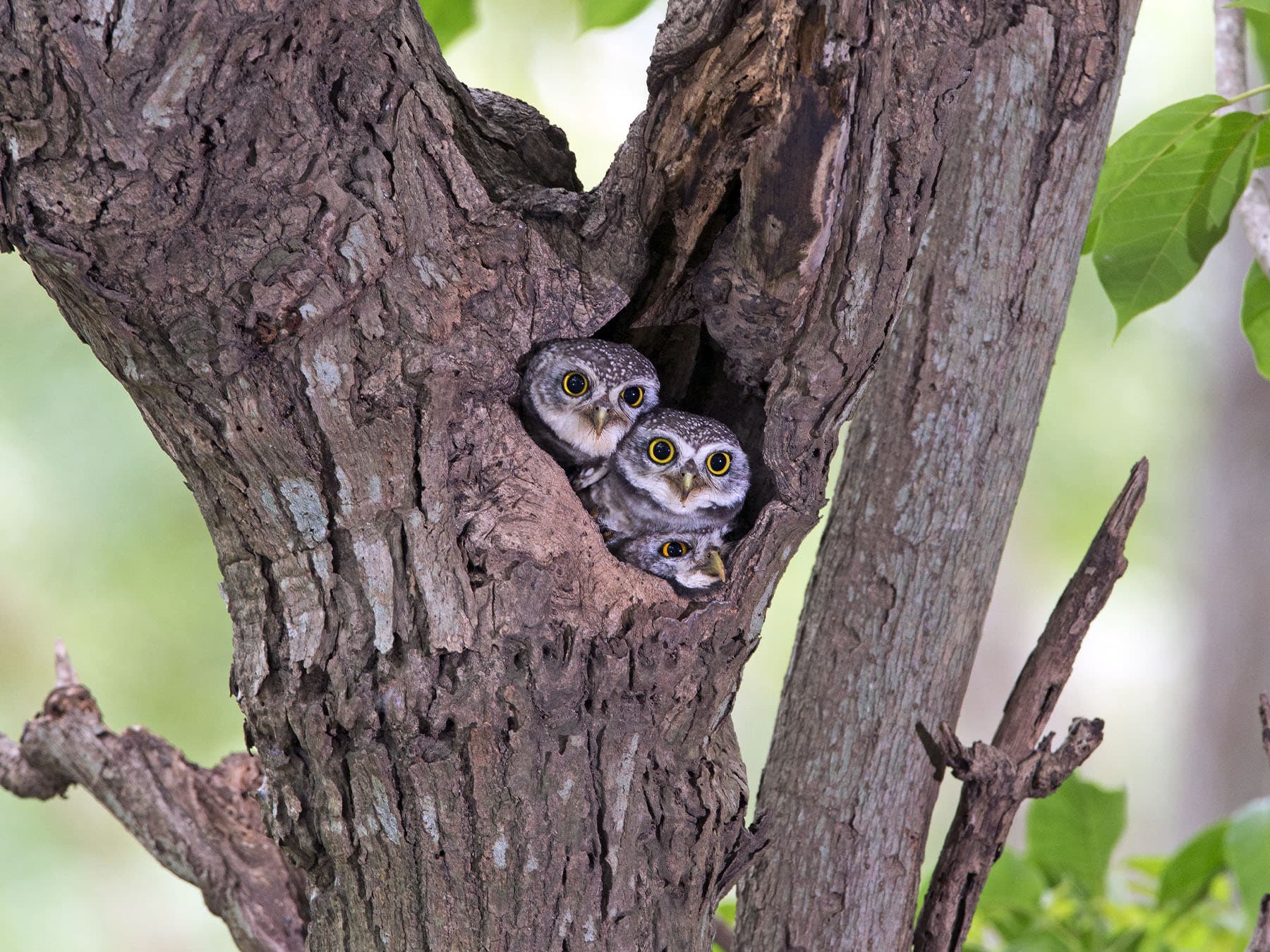 Three Spotted Owlet chicks looking out of their nest