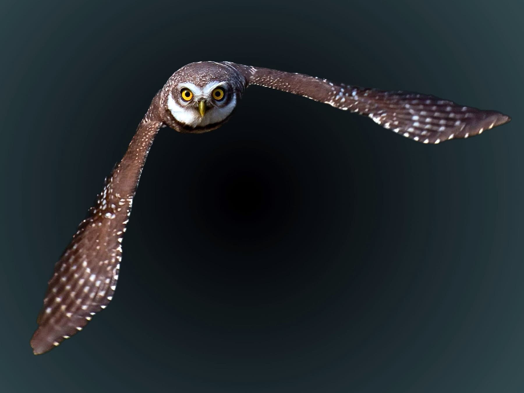 Spotted Owlet in-flight