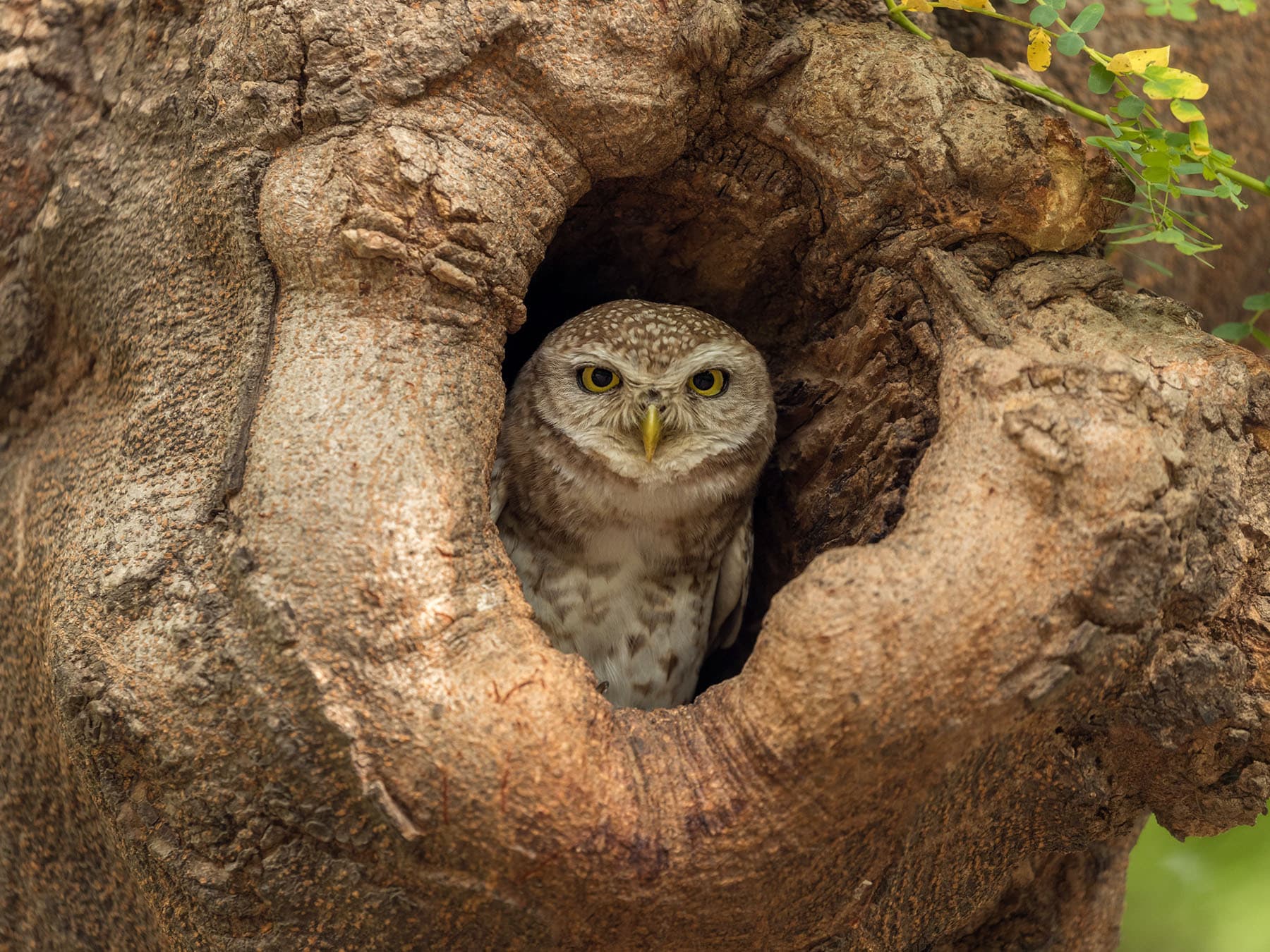 Adult Spotted Owlet looking out of her nest