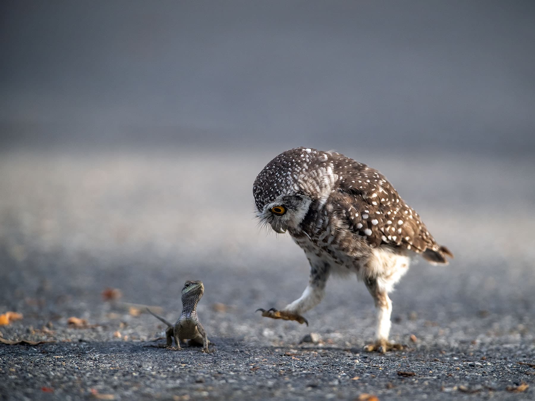 Spotted Owlet on the ground in pursuit of prey