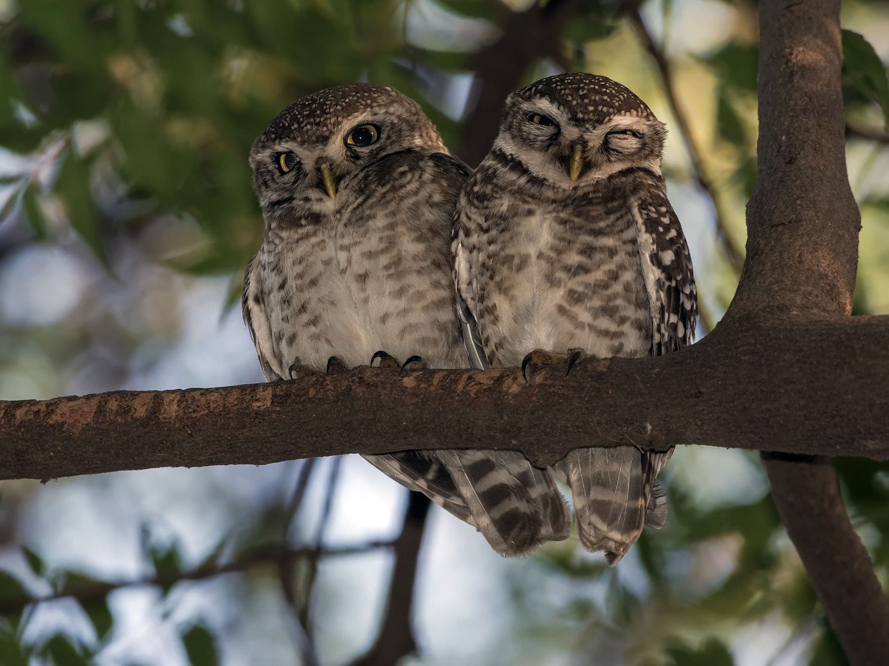 Pair of Spotted Owlets perched on a branch