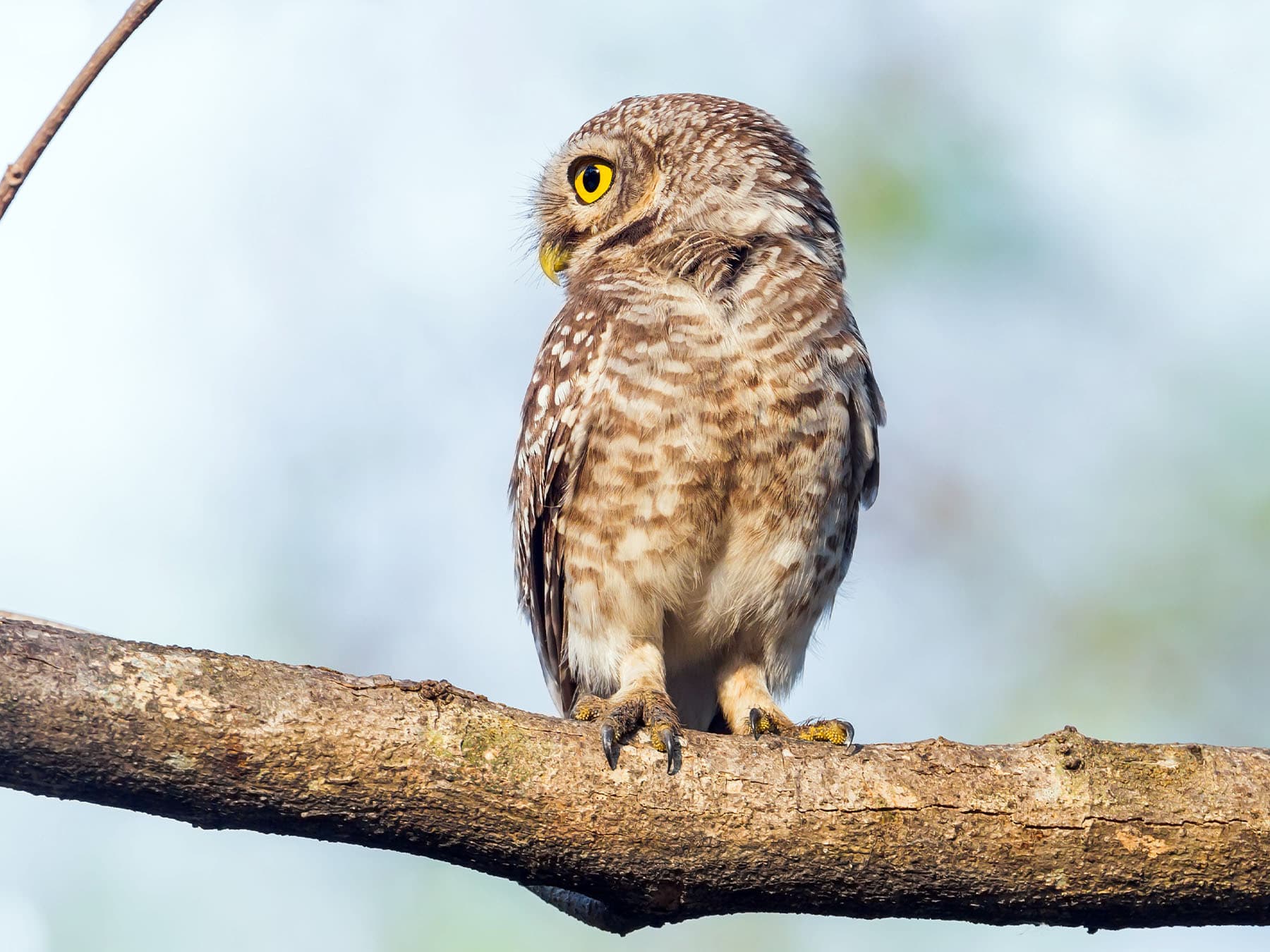 Spotted Owlet perching on a branch looking around