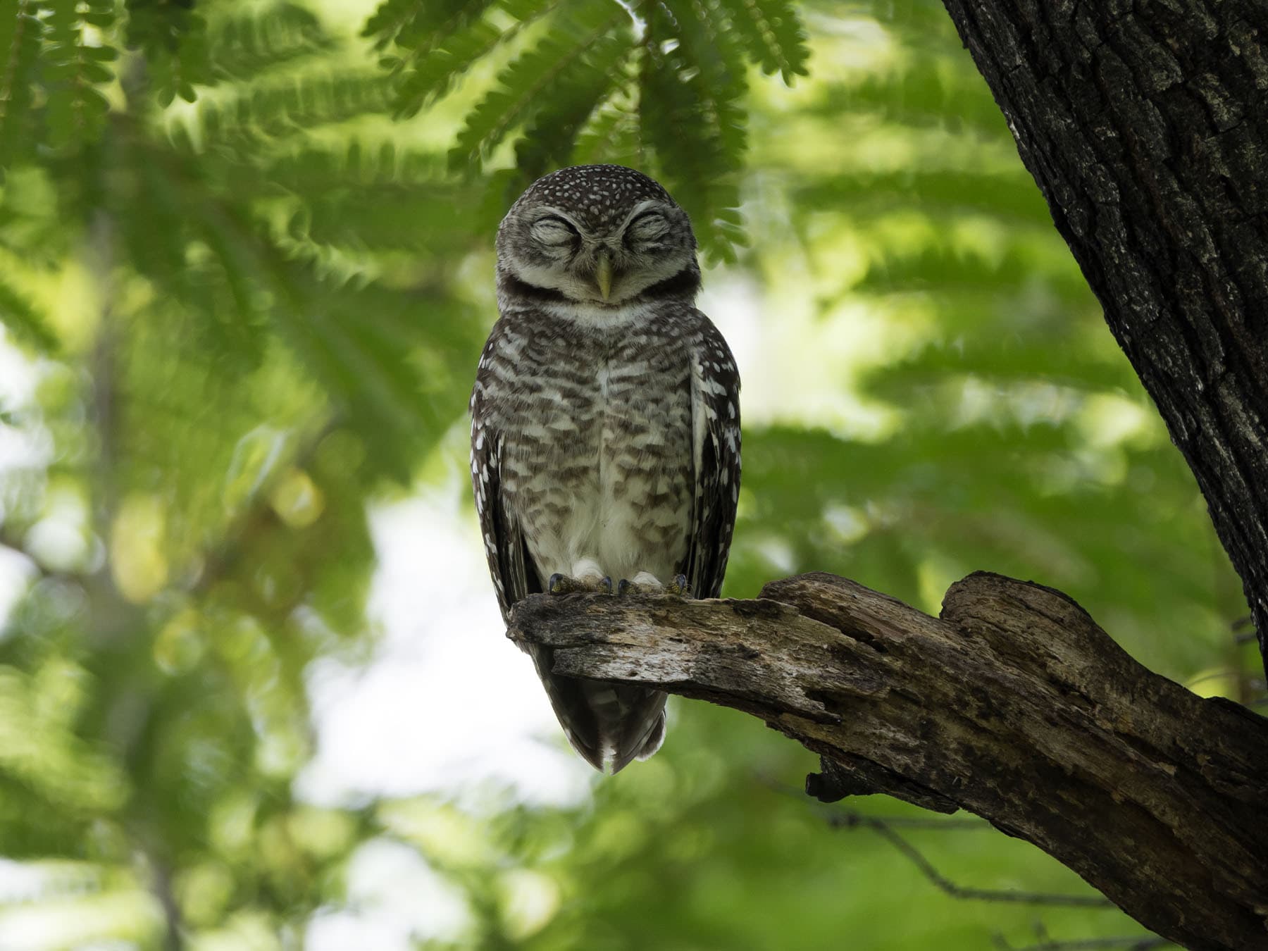 Spotted Owlet resting on a branch