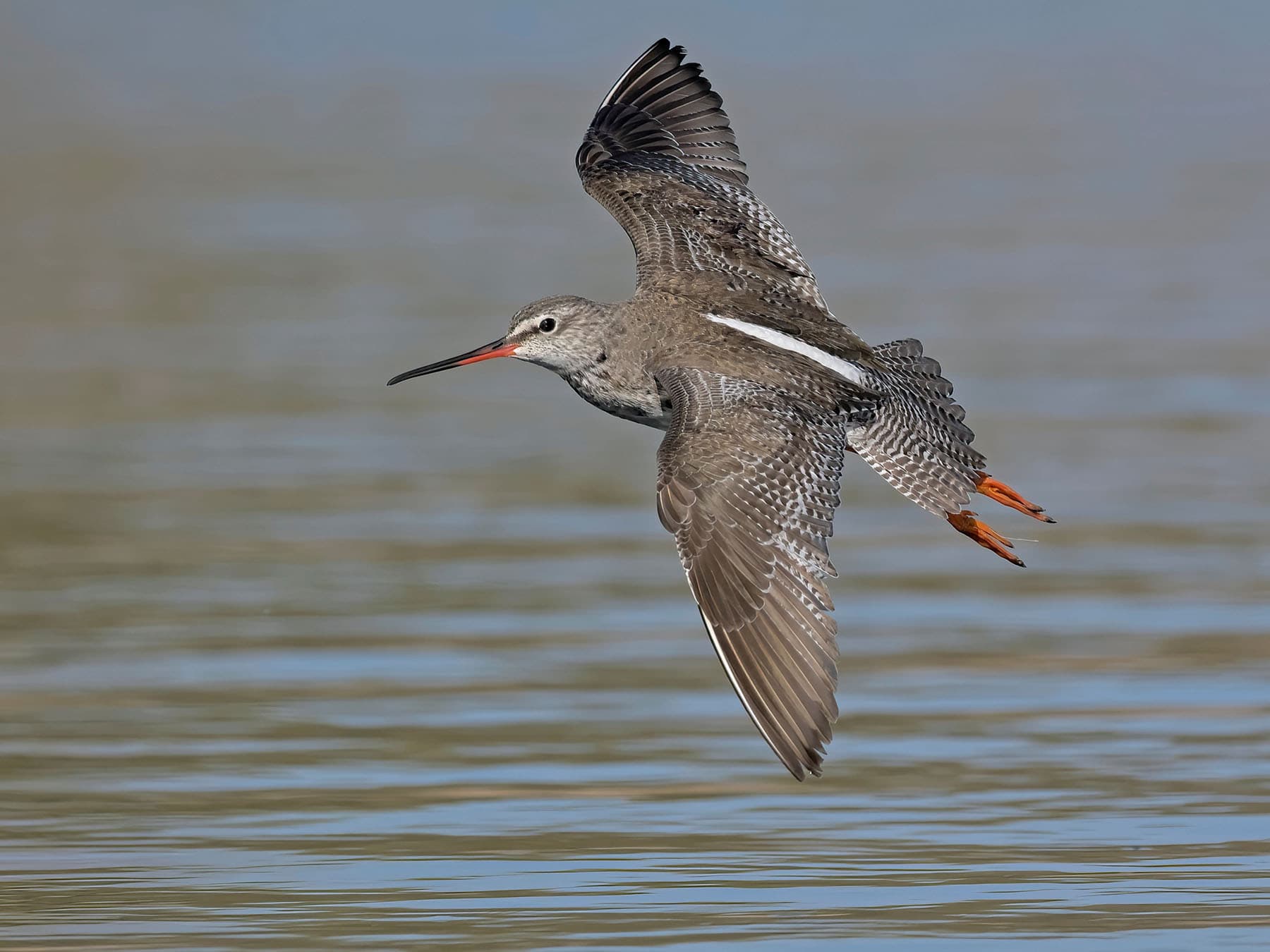 Spotted Redshank in flight