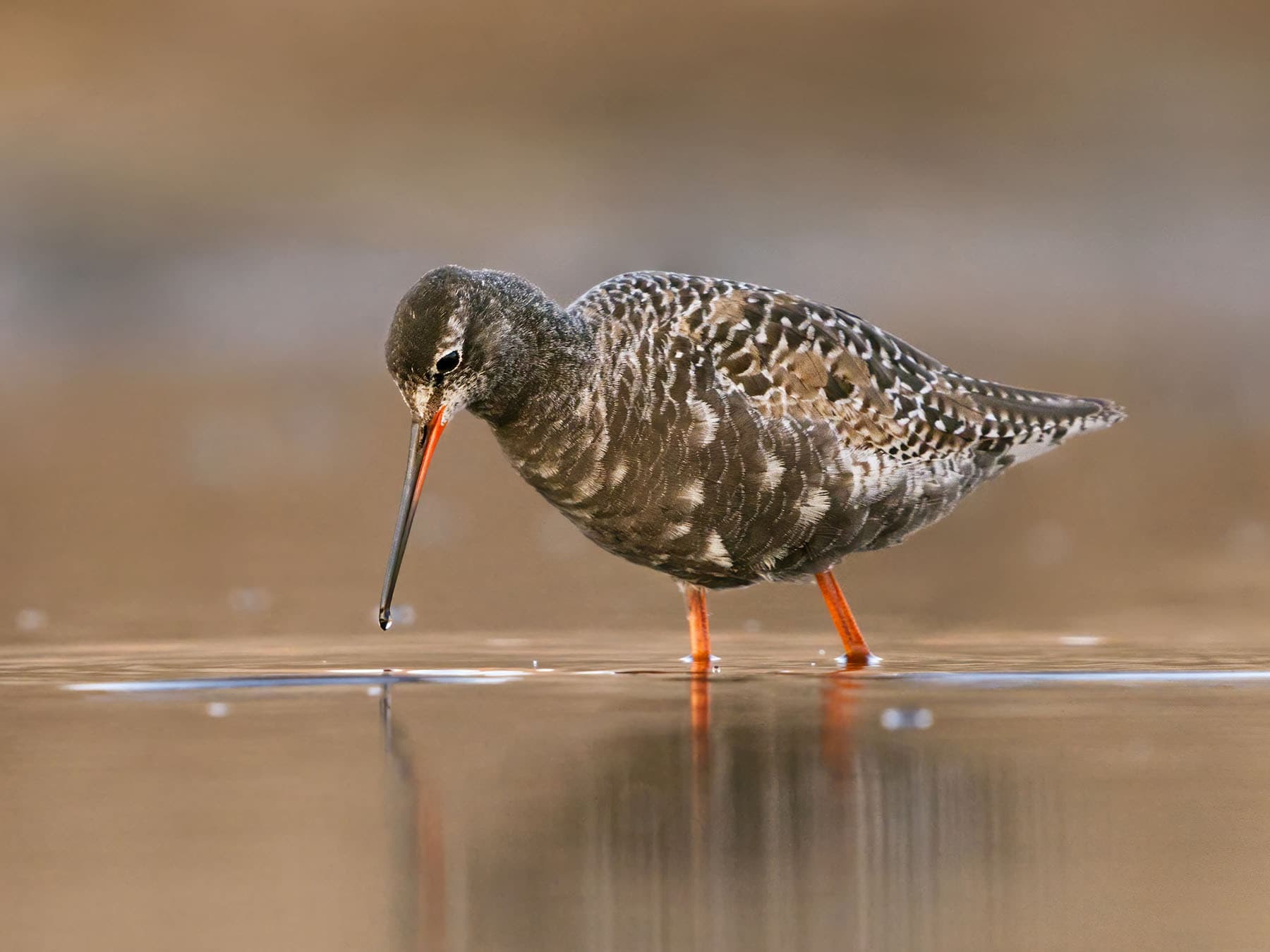 Close up of a Spotted Redshank foraging for food in the water