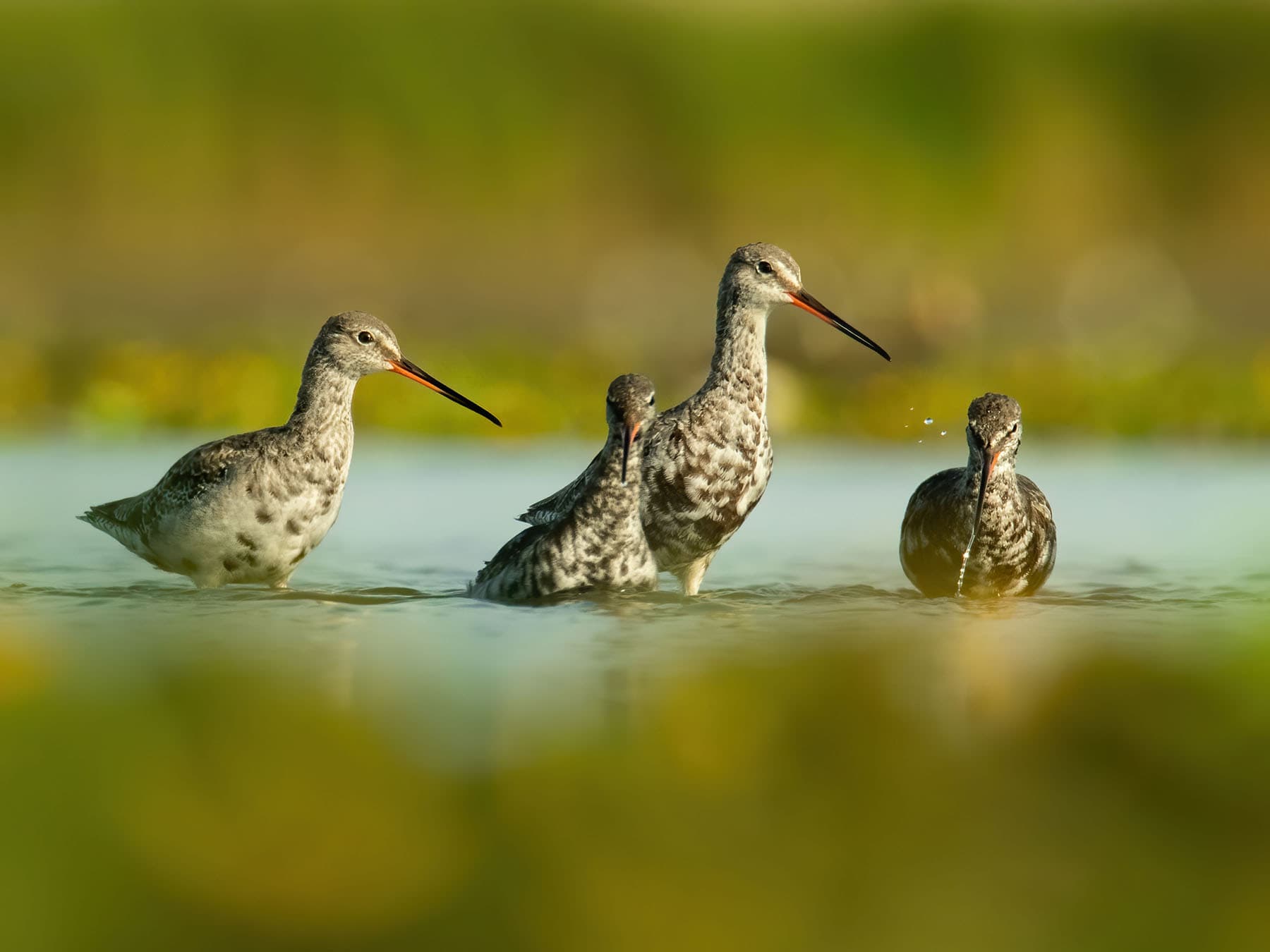 A small group of Spotted Redshank wading through the water