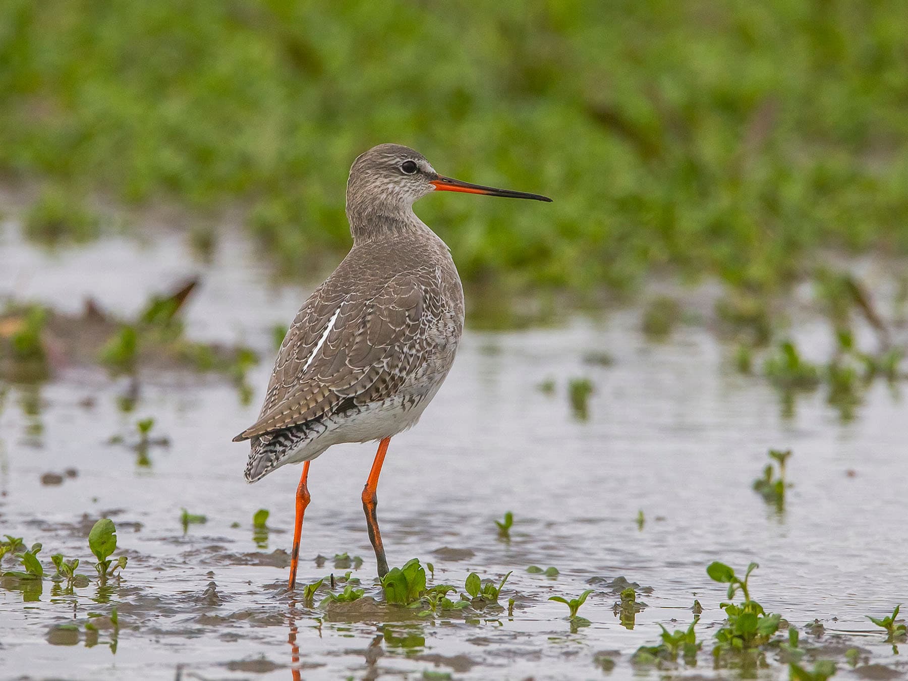 Spotted Redshanks are mainly spotted in mudflats, estuaries and lagoons - after breeding in woodland and heathland