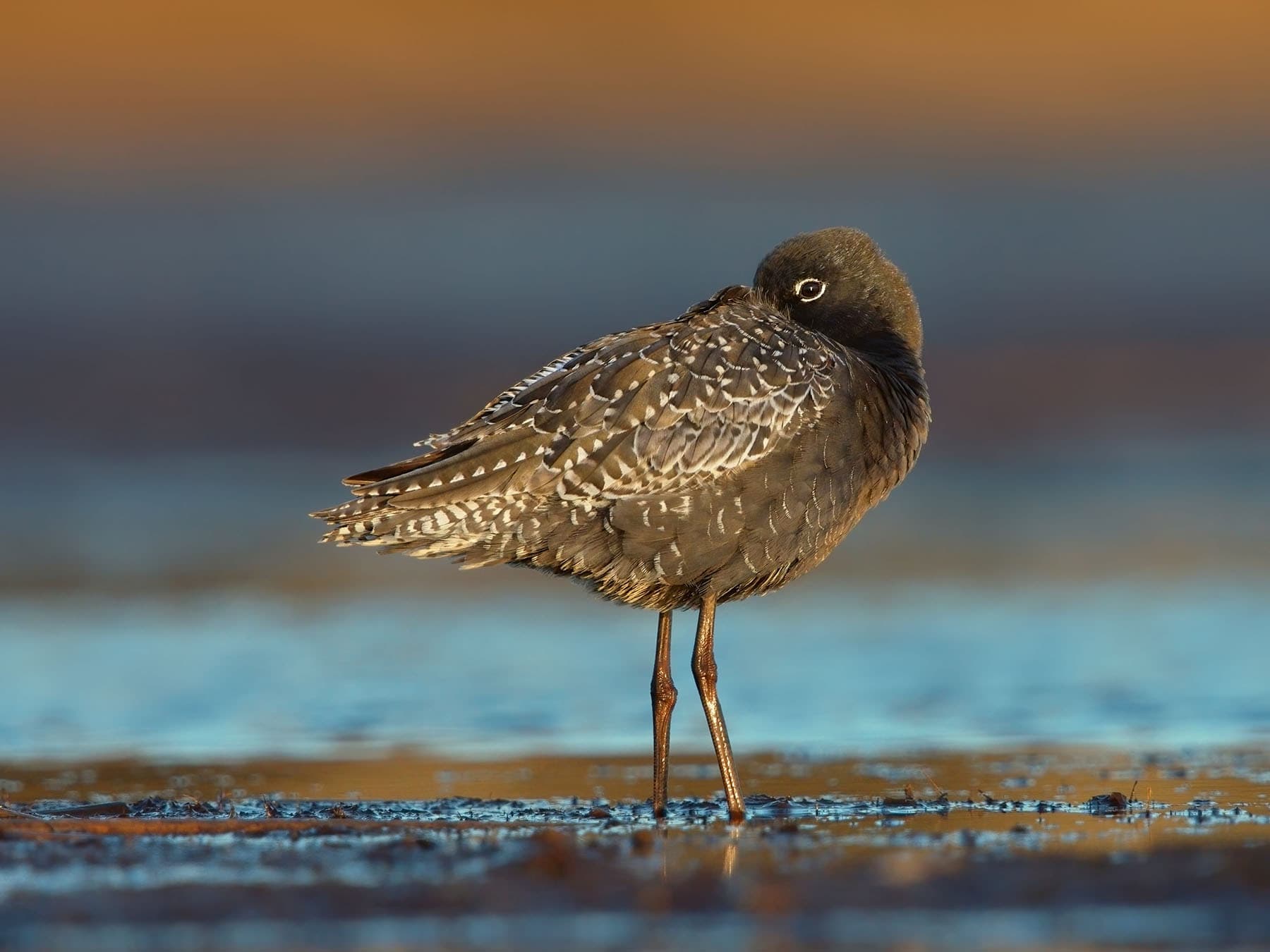 Spotted Redshank resting on the wetlands