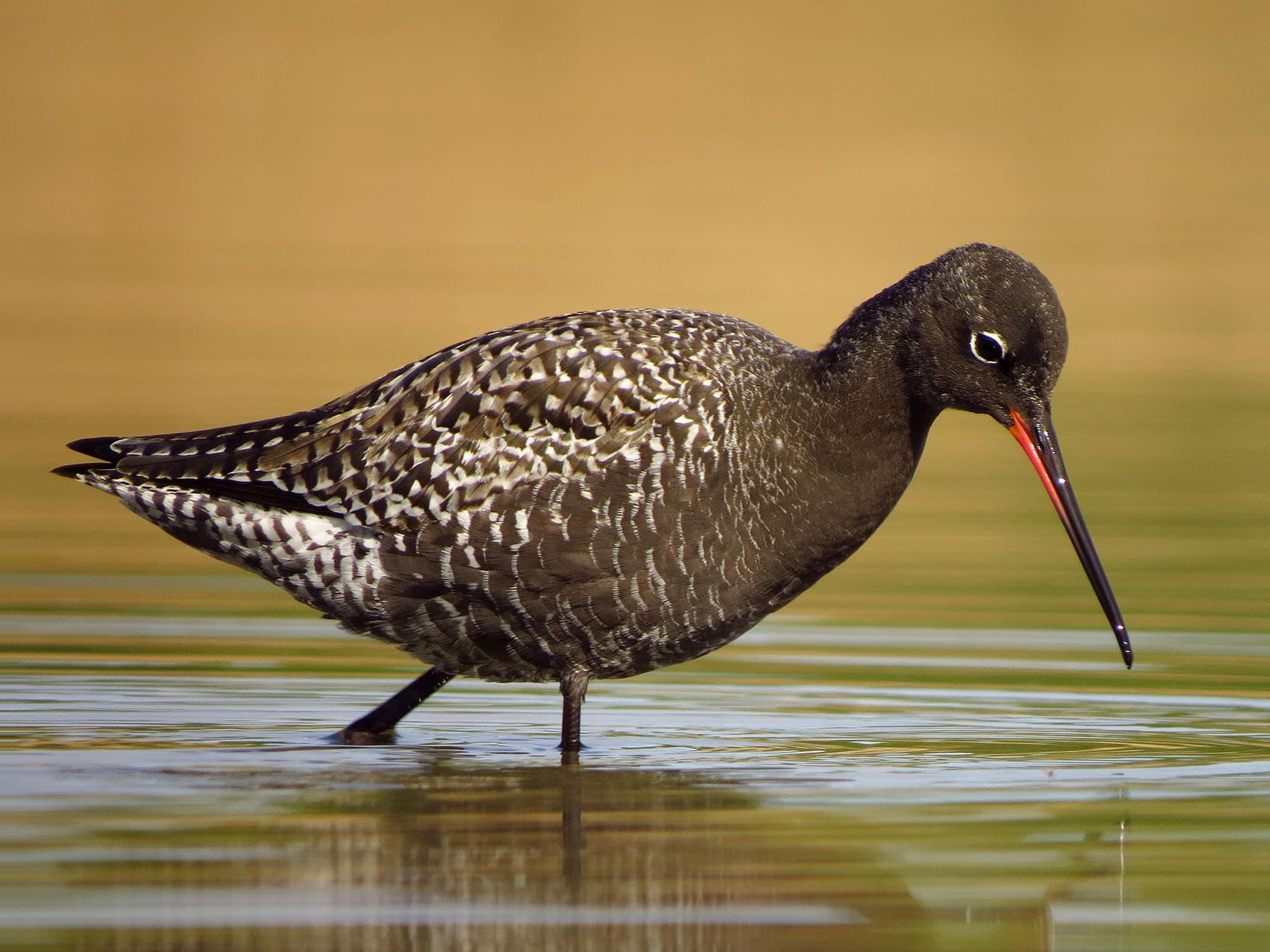Spotted Redshank - Summer Plumage (breeding)
