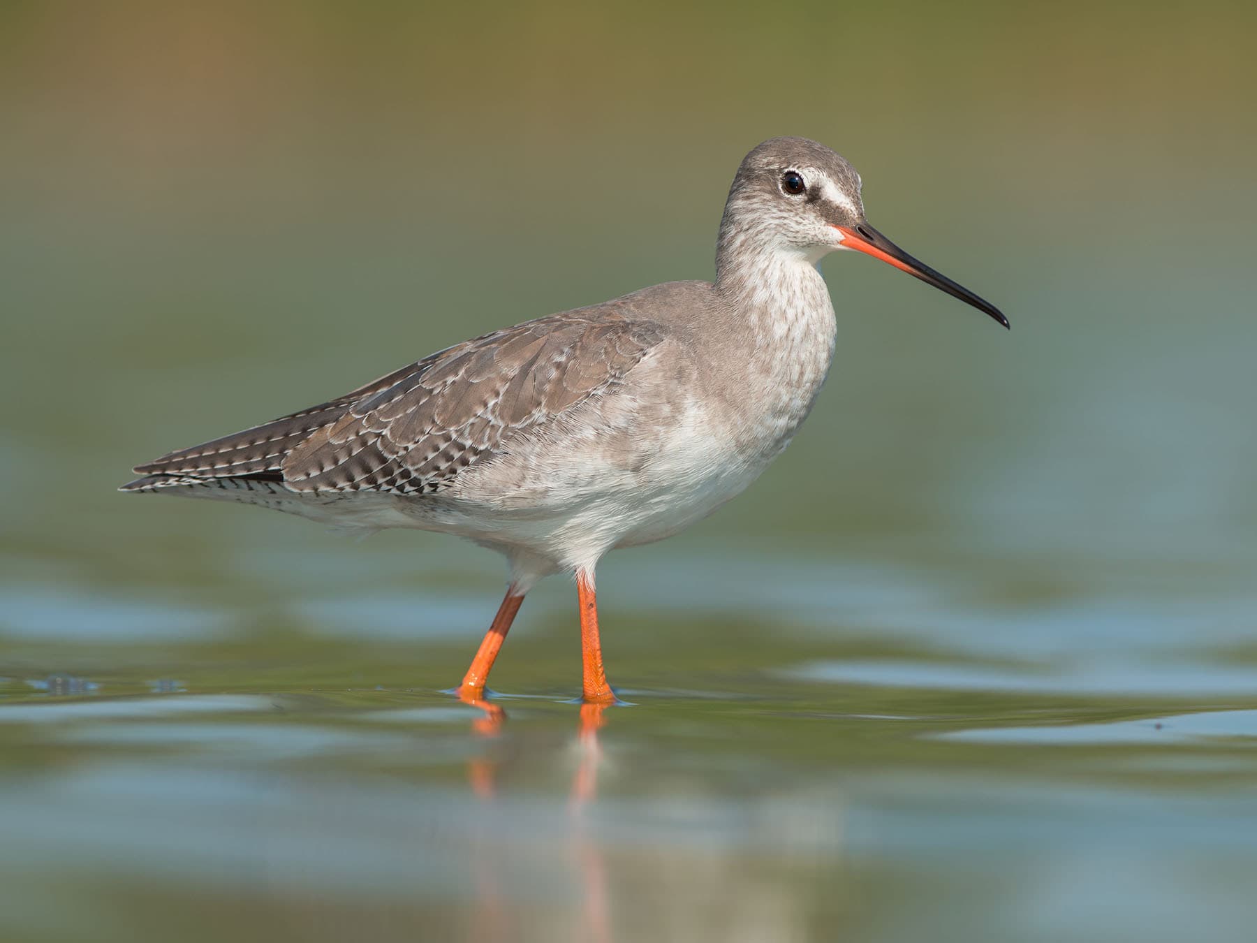 Spotted Redshank - Winter Plumage (non-breeding)