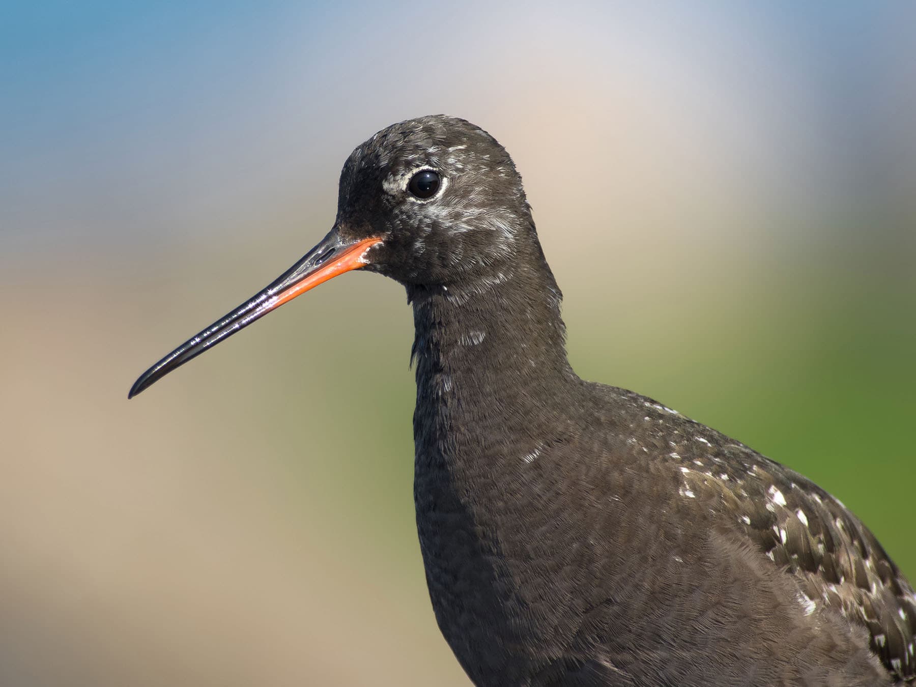 Spotted Redshank