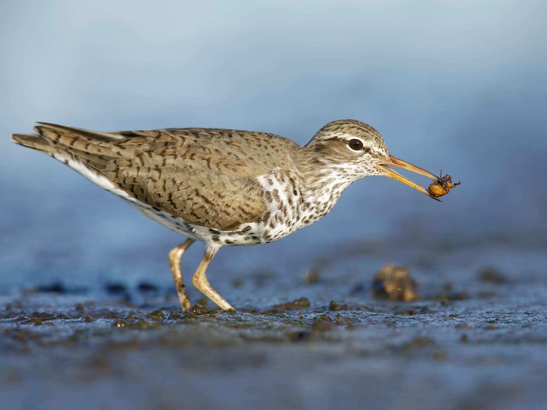 Spotted sandpiper feeding
