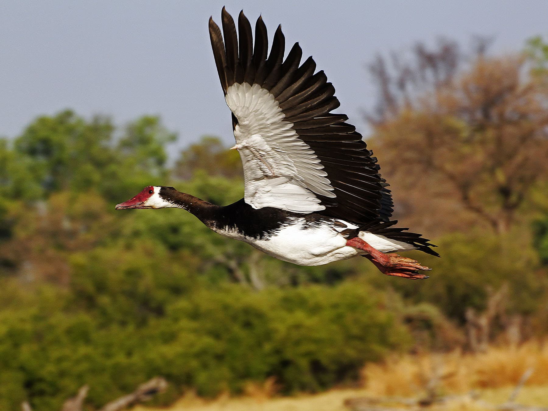 Spur-winged Goose in-flight
