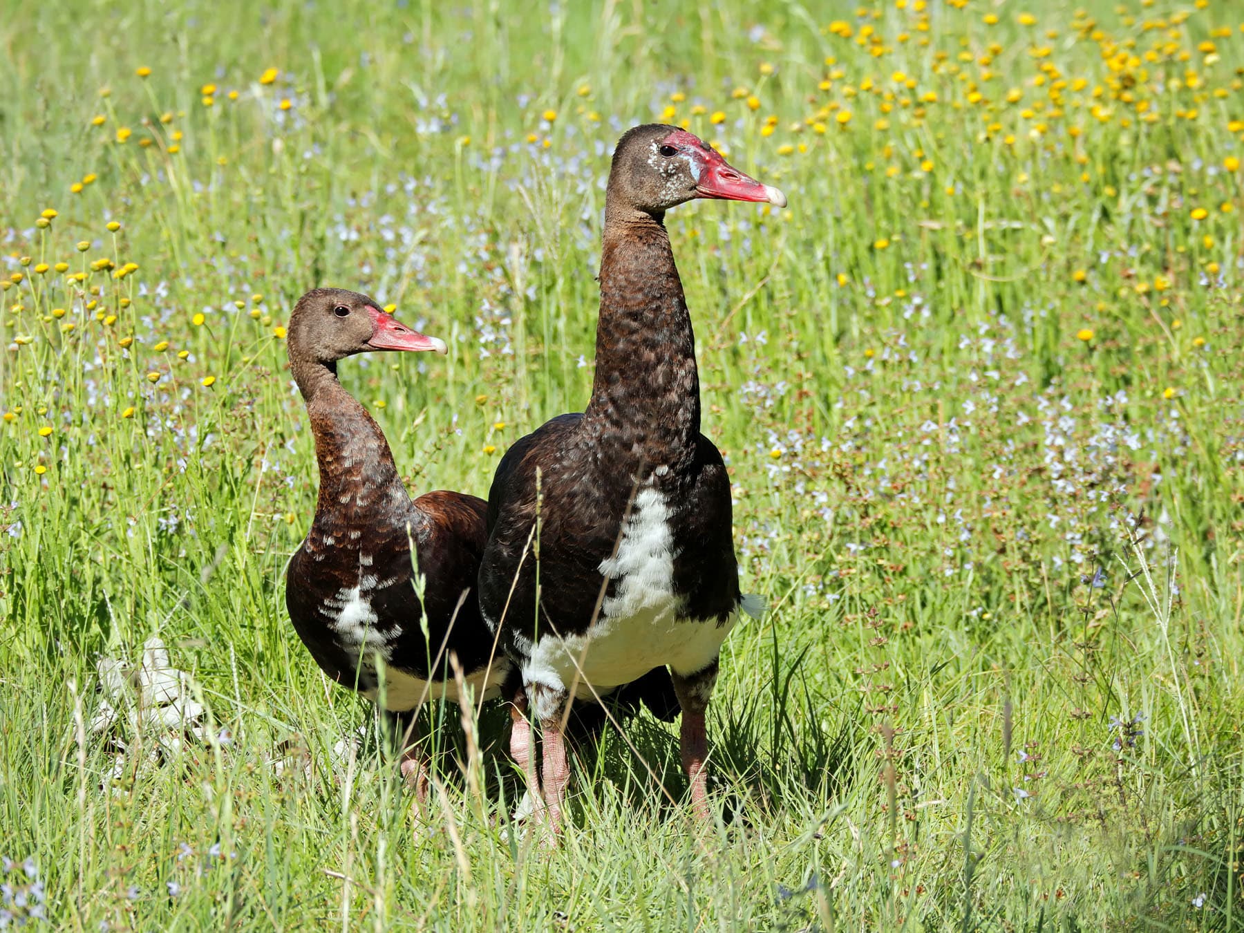 Pair of Spur-winged Geese