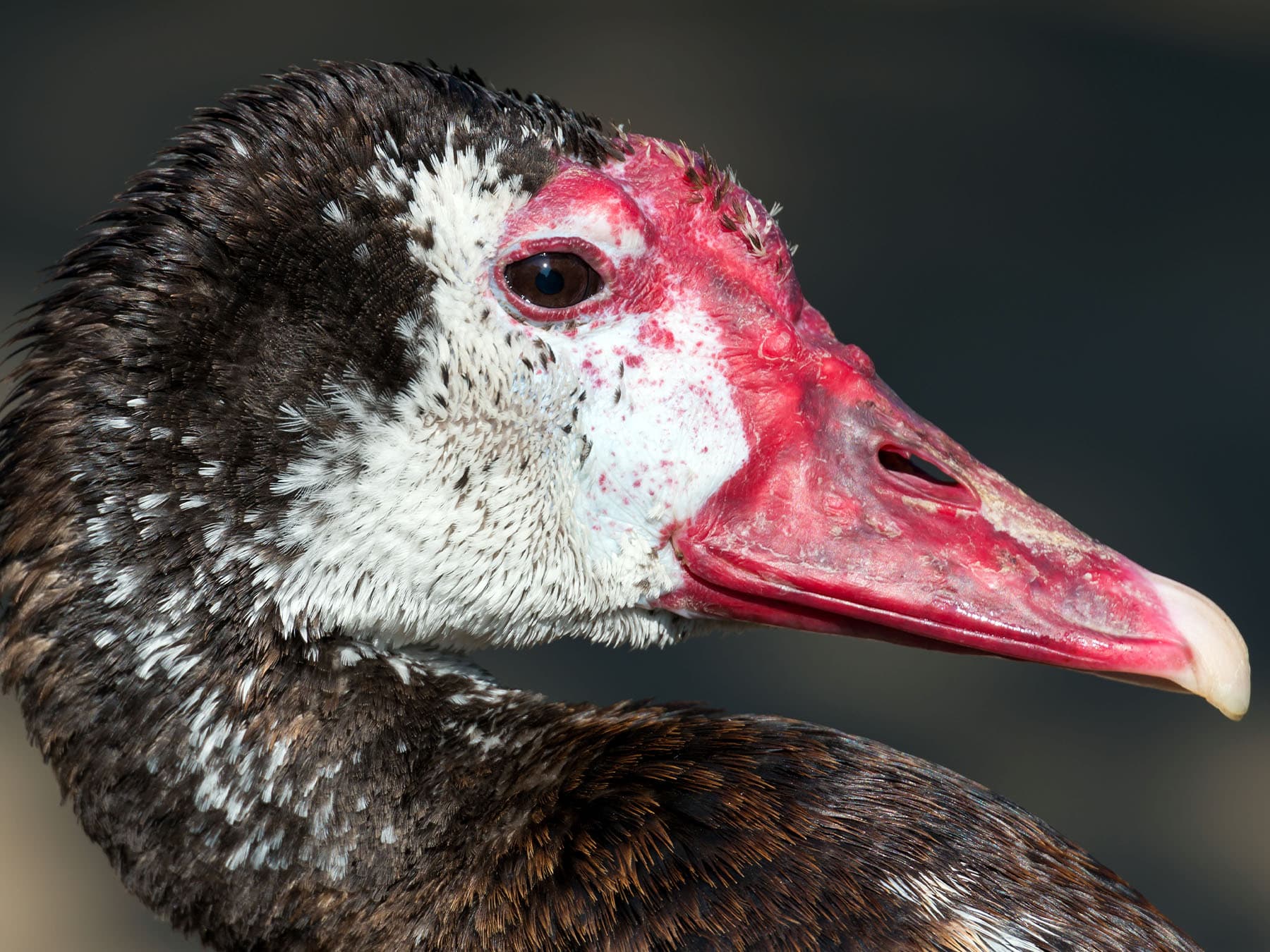 Portrait of a Spur-winged Goose