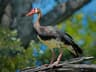 Spur-winged Goose