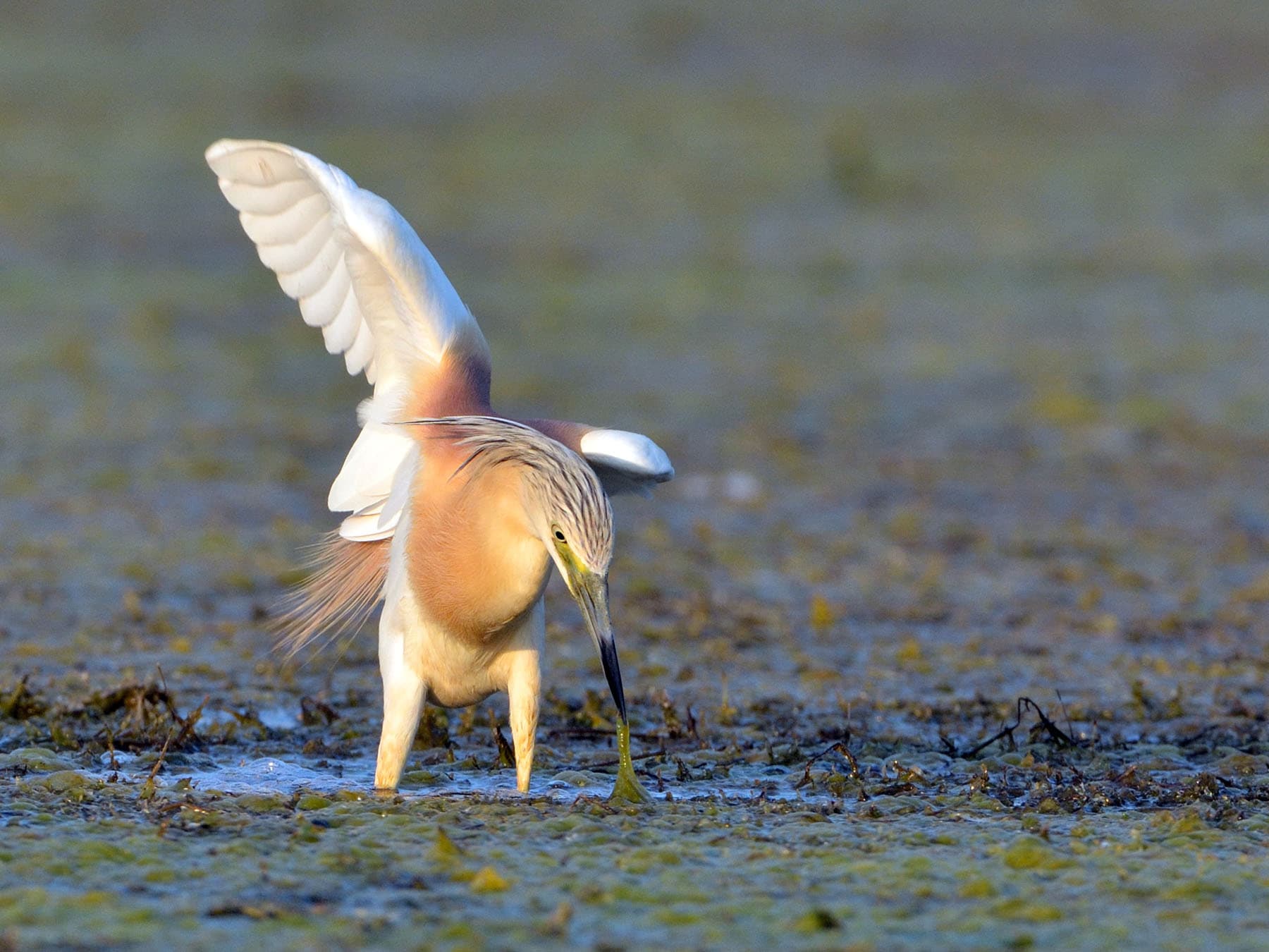 Squacco Heron feeding