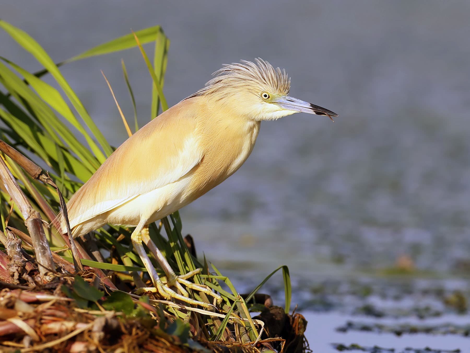 Squacco Heron in breeding plumage