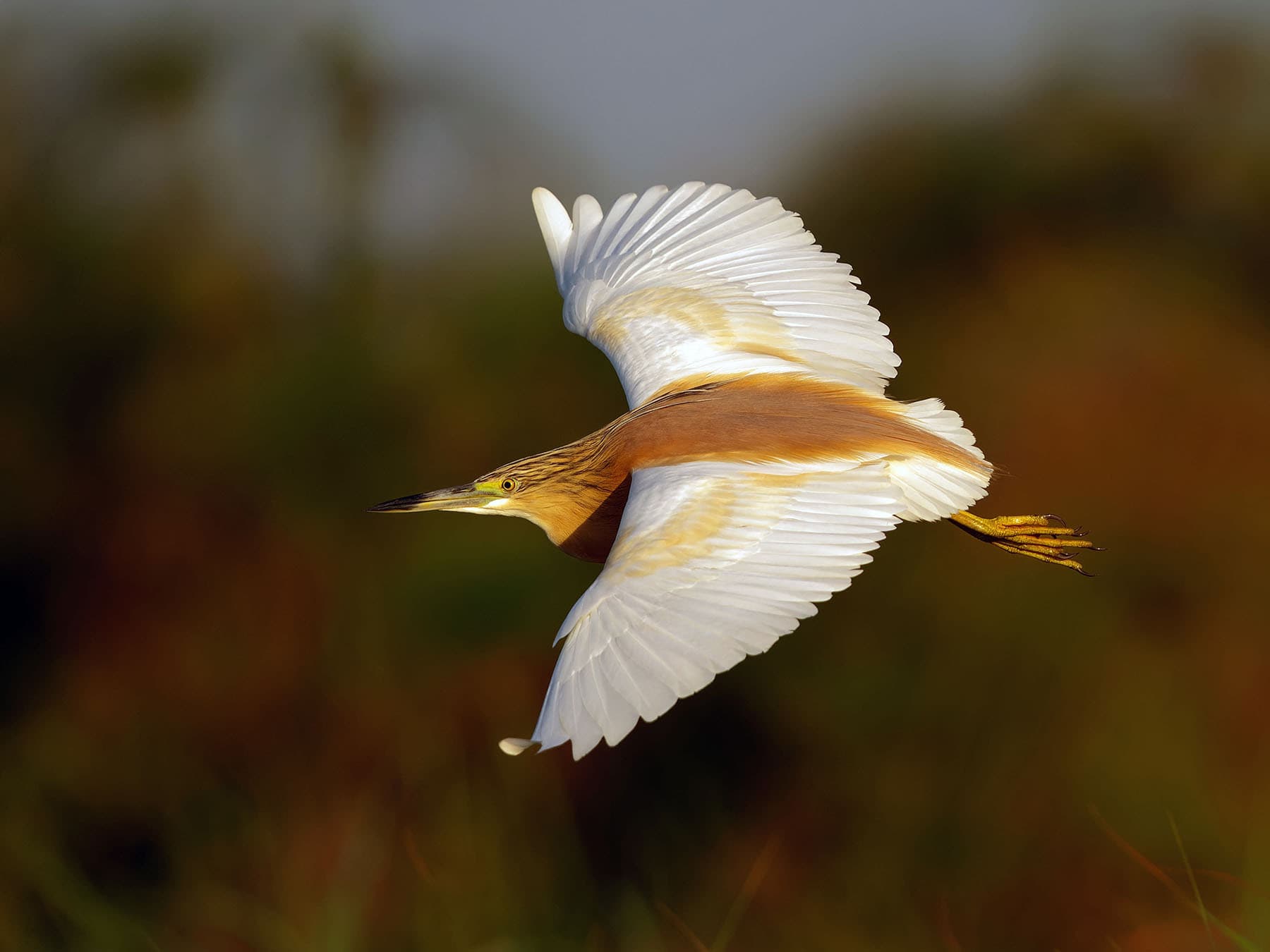 Squacco Heron in-flight