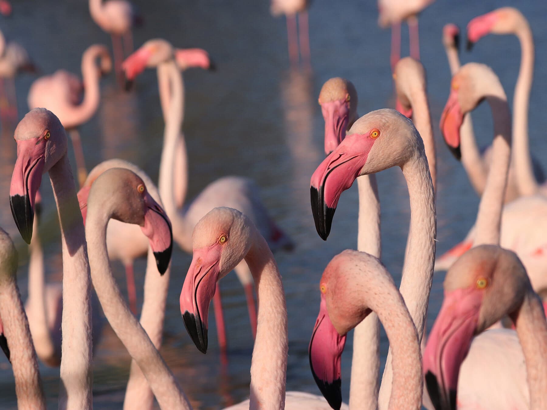 Standing of flamingos