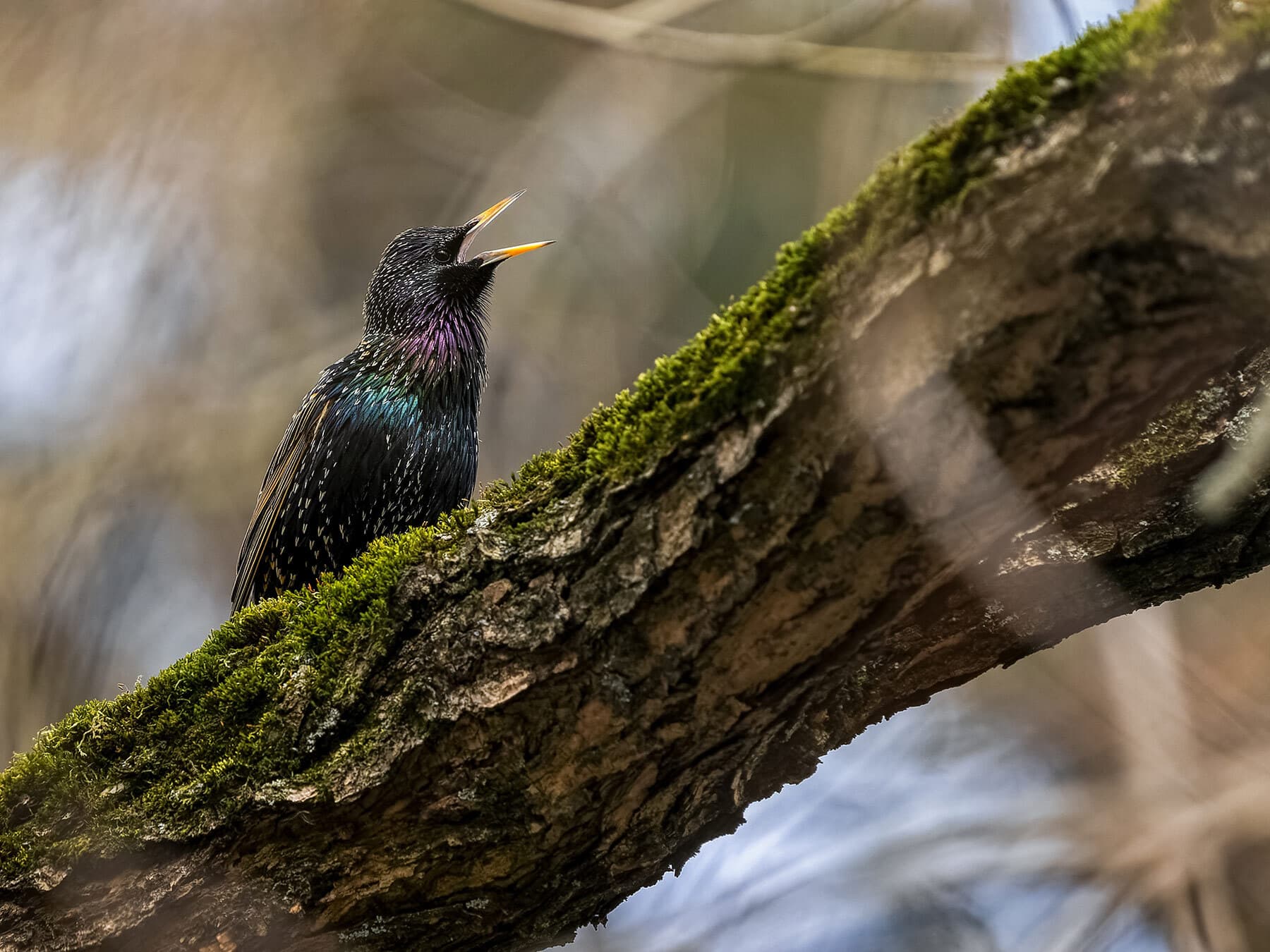 European Starling calling whilst perched on a branch