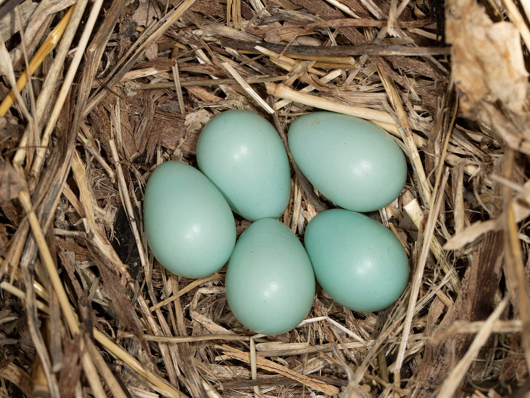 Five starling eggs inside the nest of a Starling