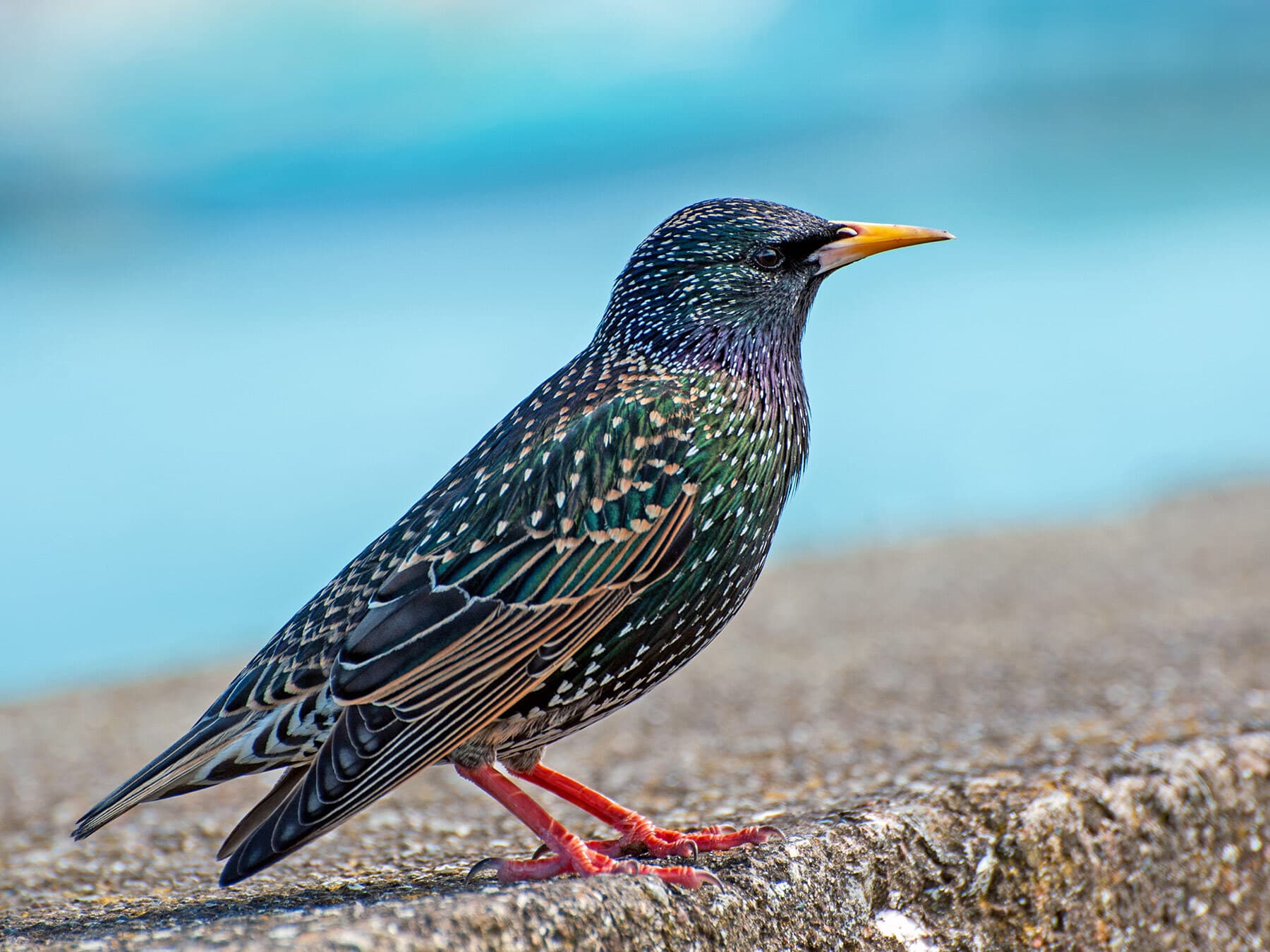 Starling female