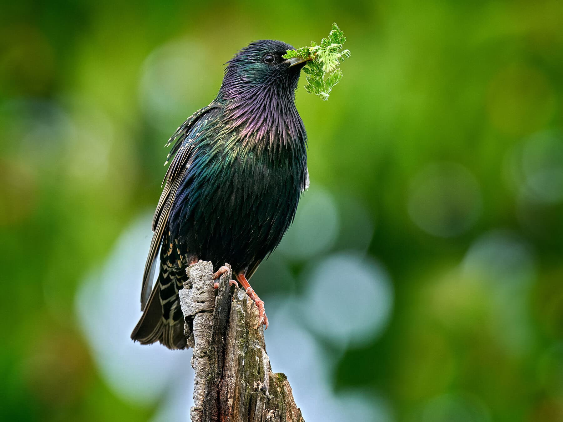 Starling gathering nesting material