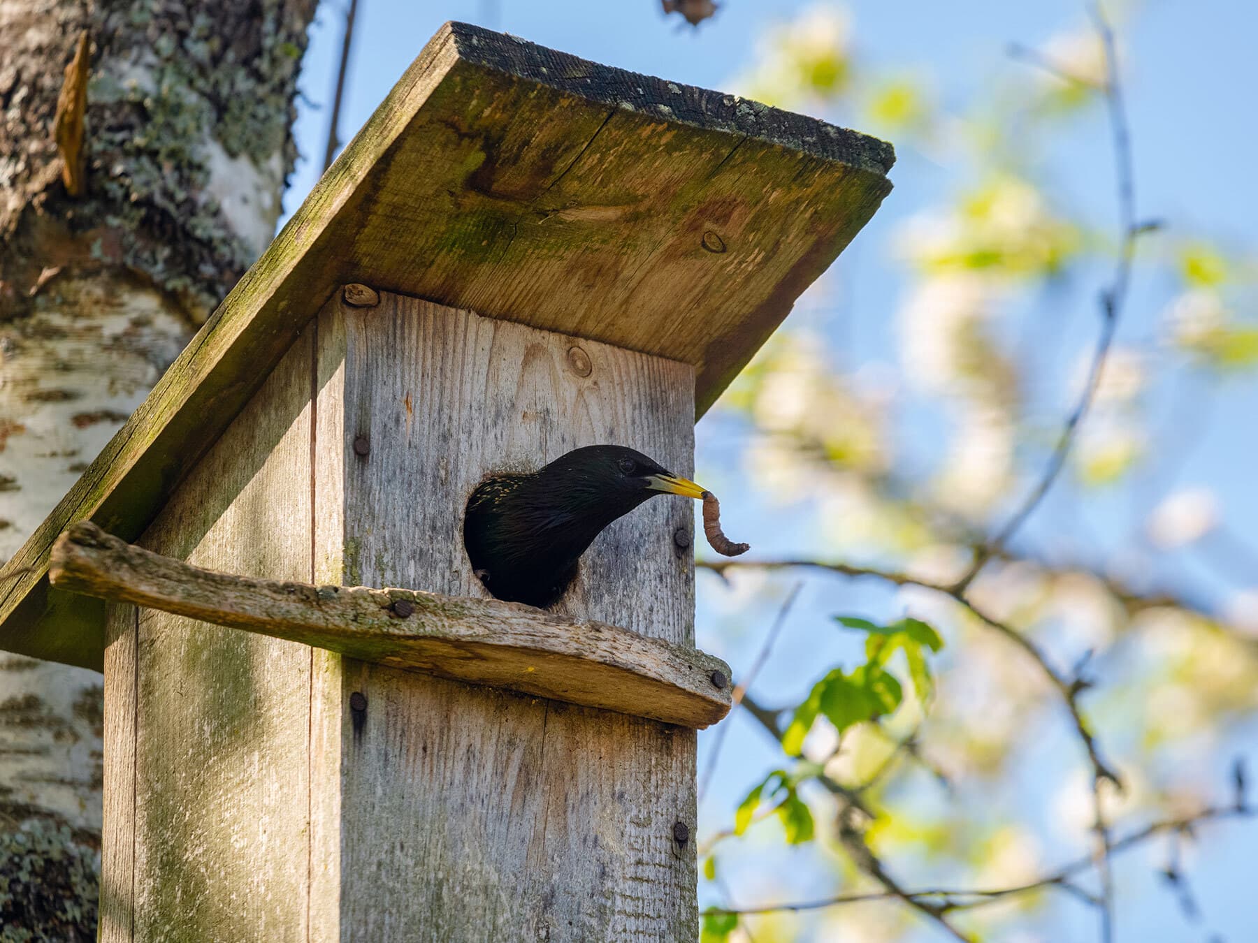 Starling in nest box