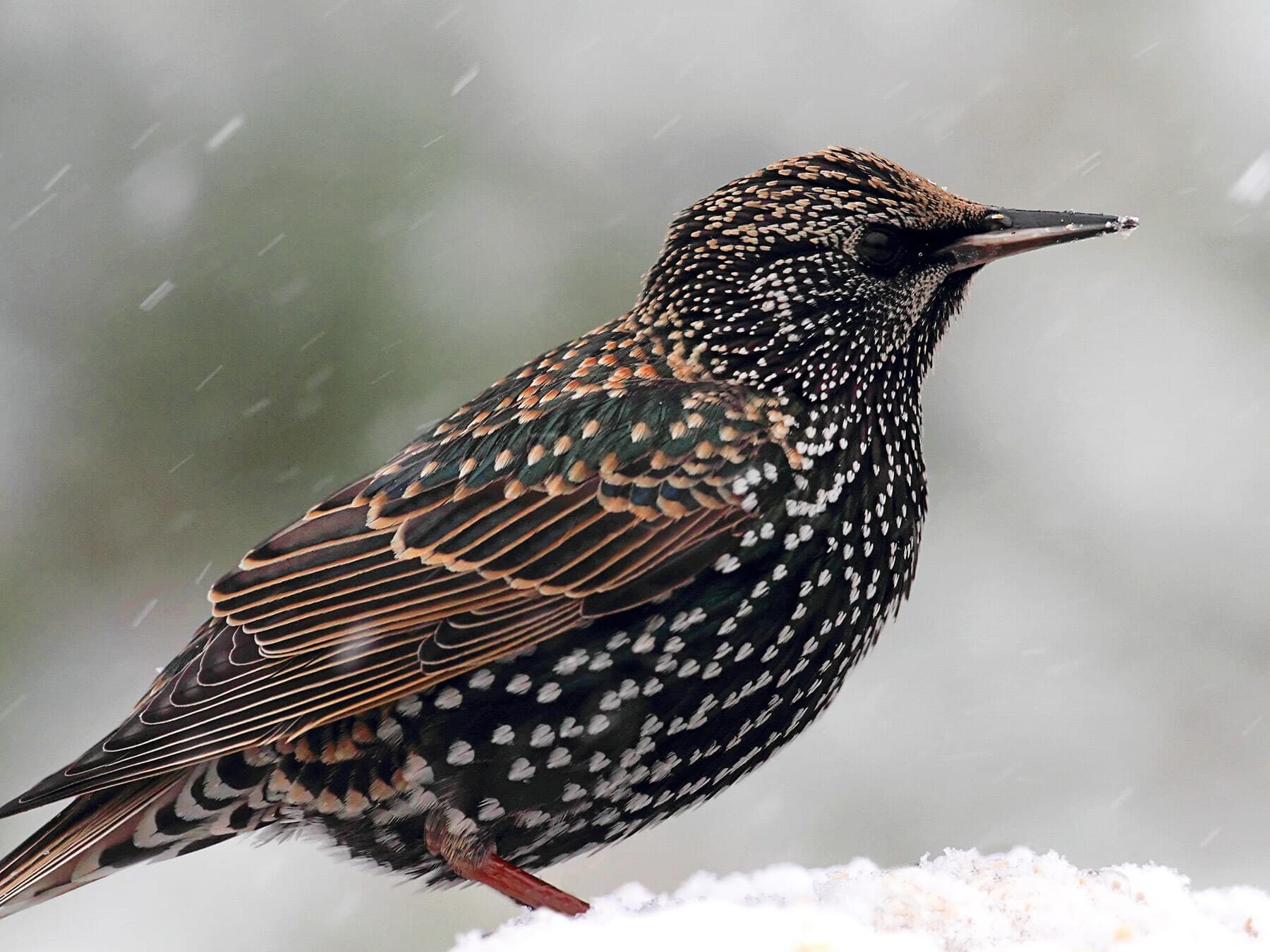 Starling in winter plumage