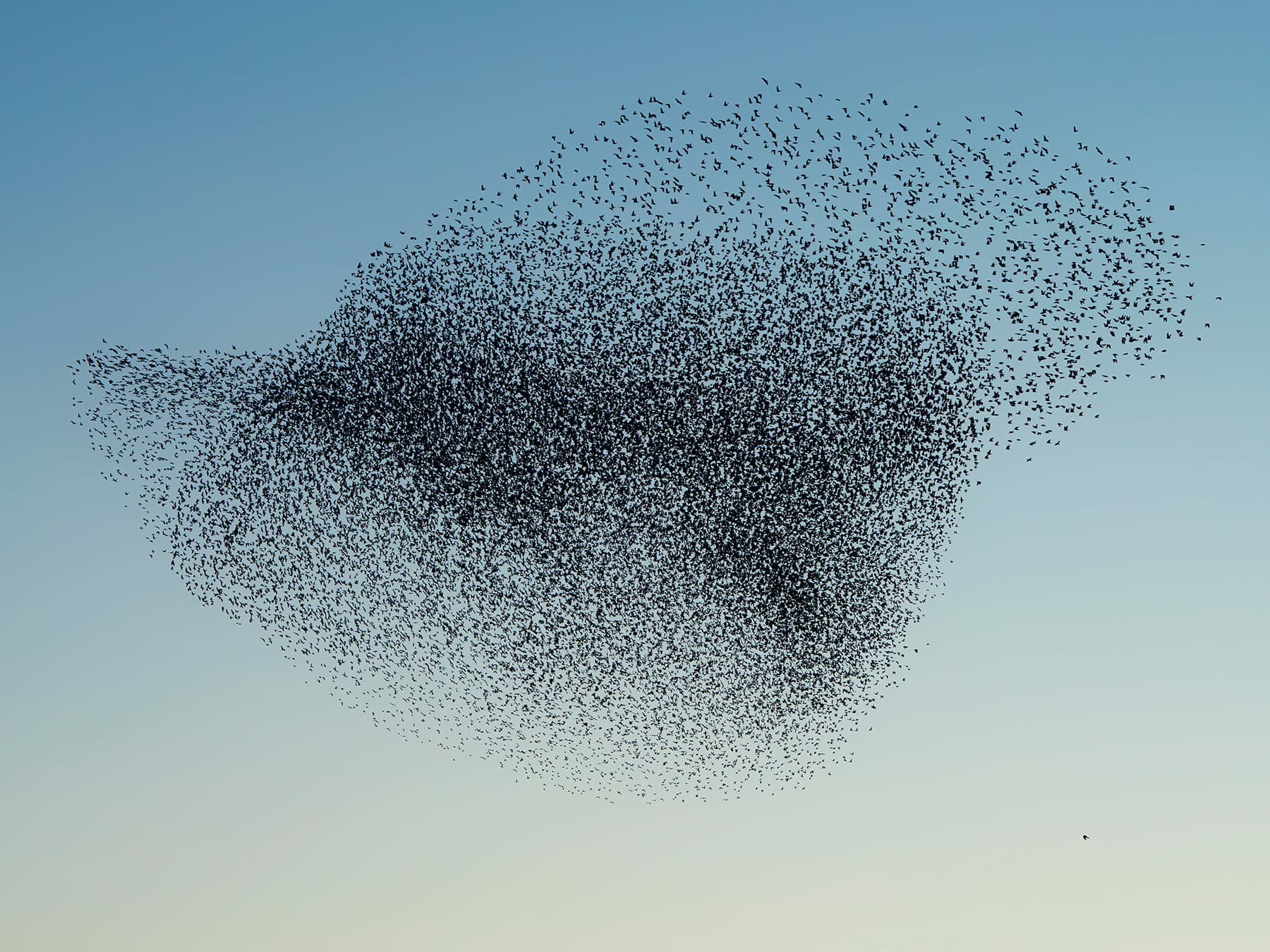 Starling Murmuration