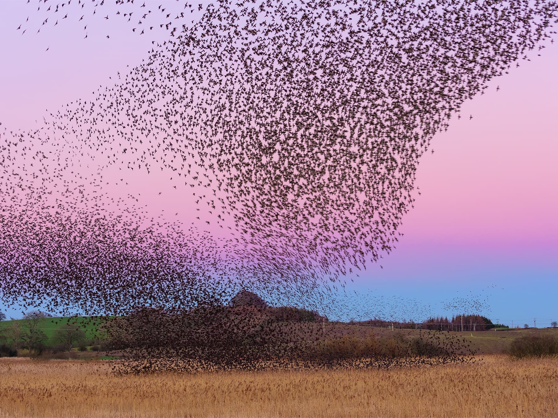 Starling murmuration in beautiful sky