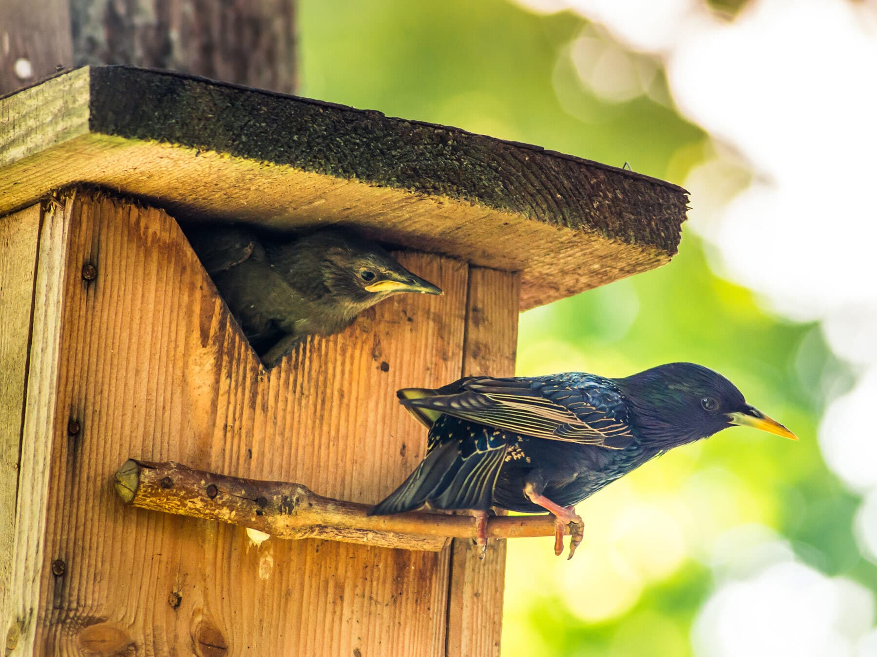 Starling nest in nestbox